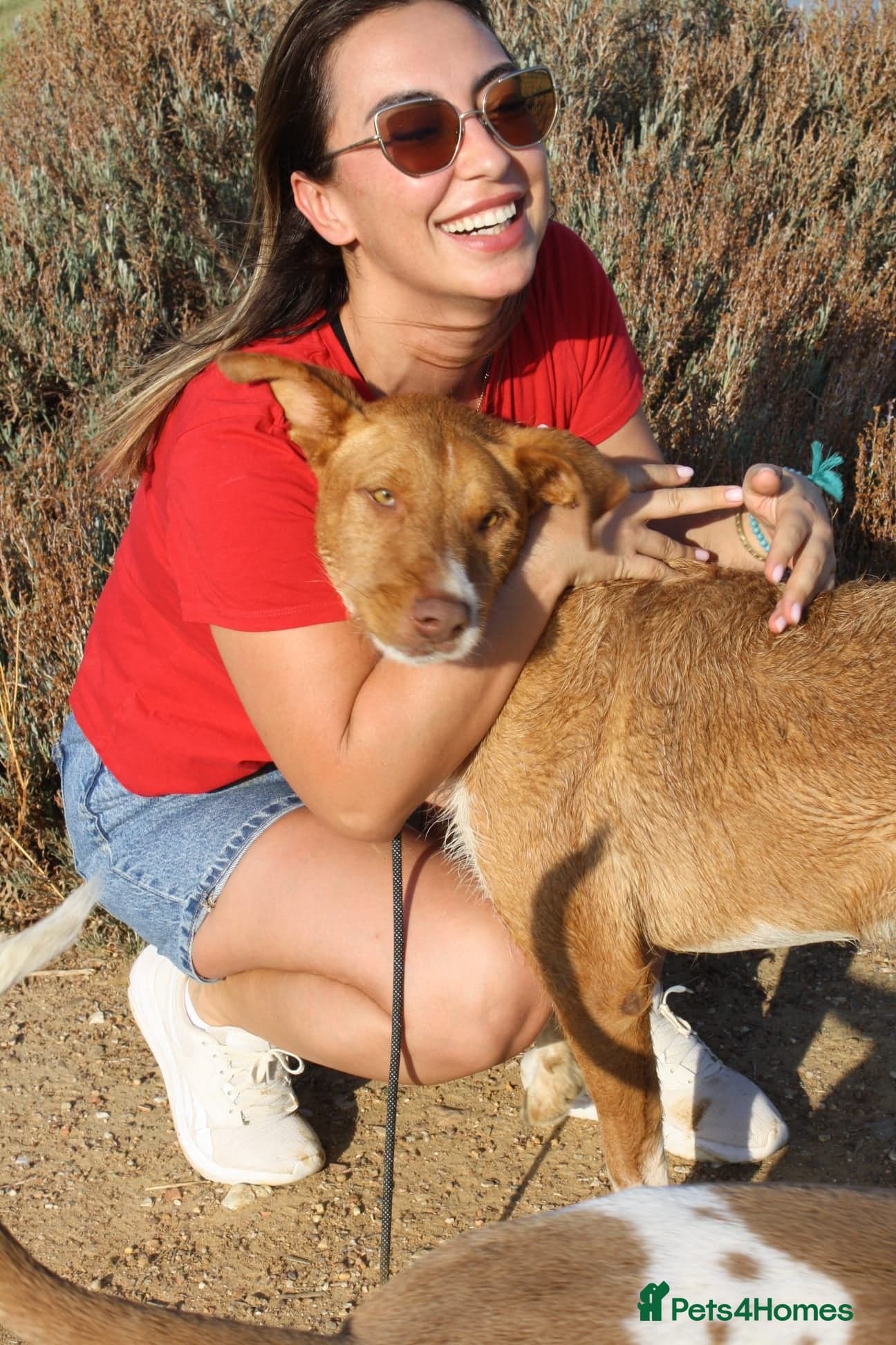 Years waiting - forgotten dogs photo 10