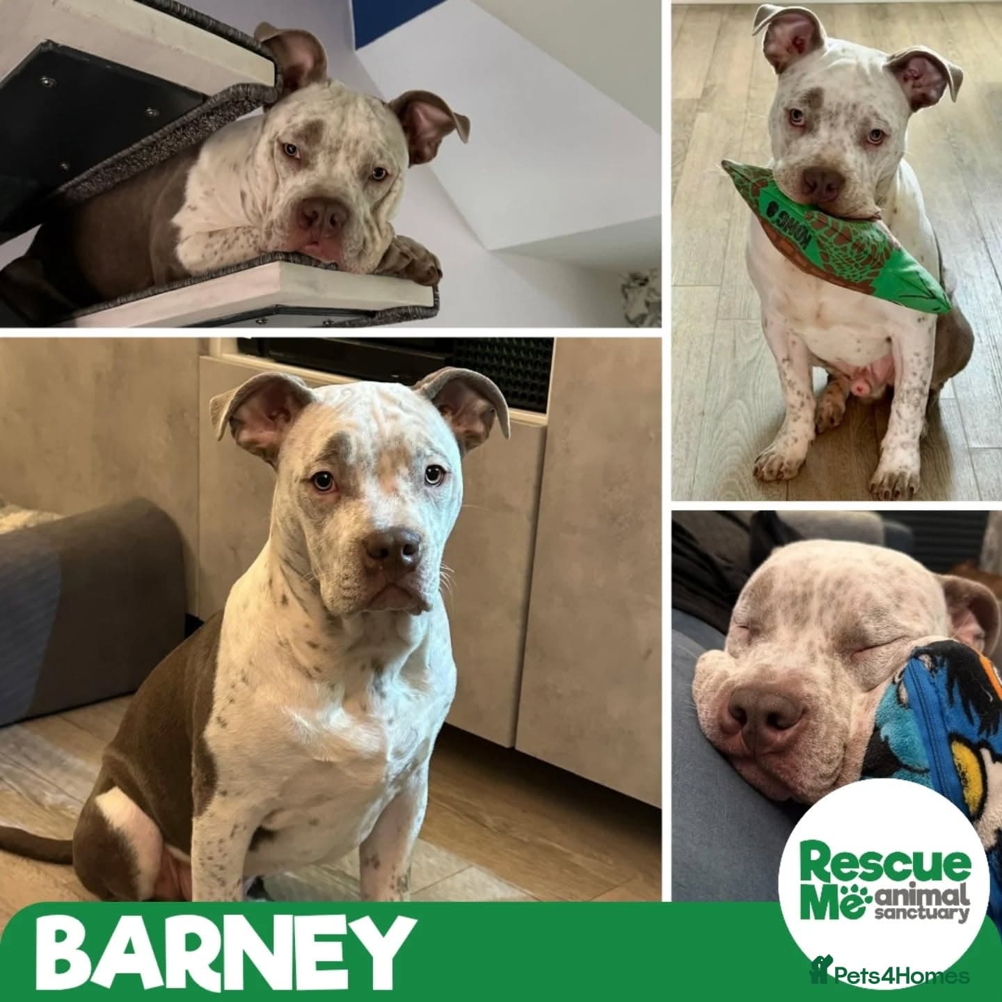Barney - big clown — Mixed Breed