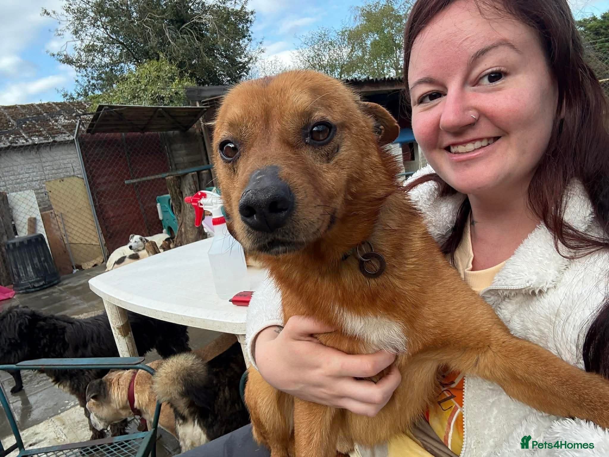 Eli - Norwich Norfolk — Mixed Breed