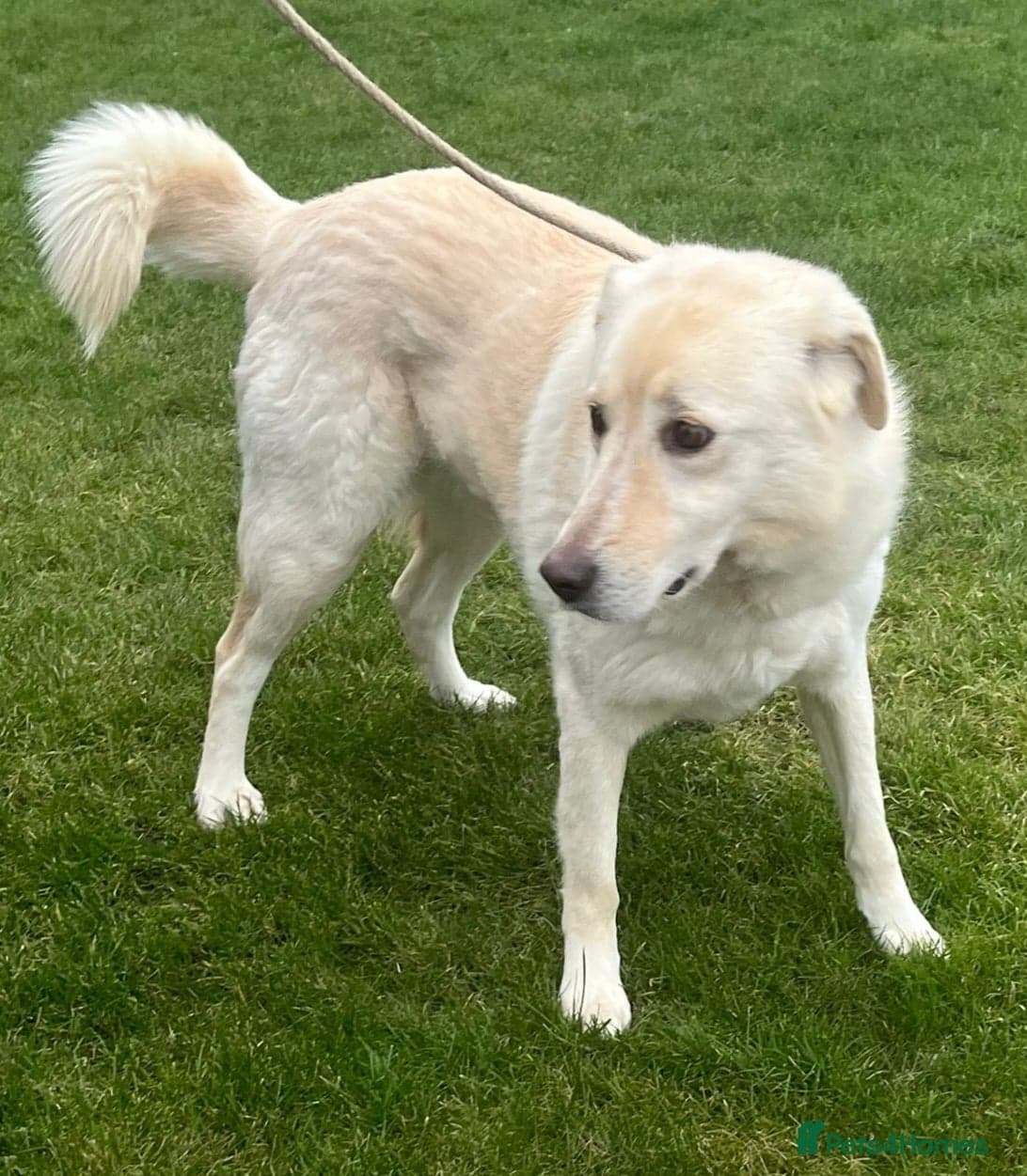 Stunning Apolo — Mixed Breed