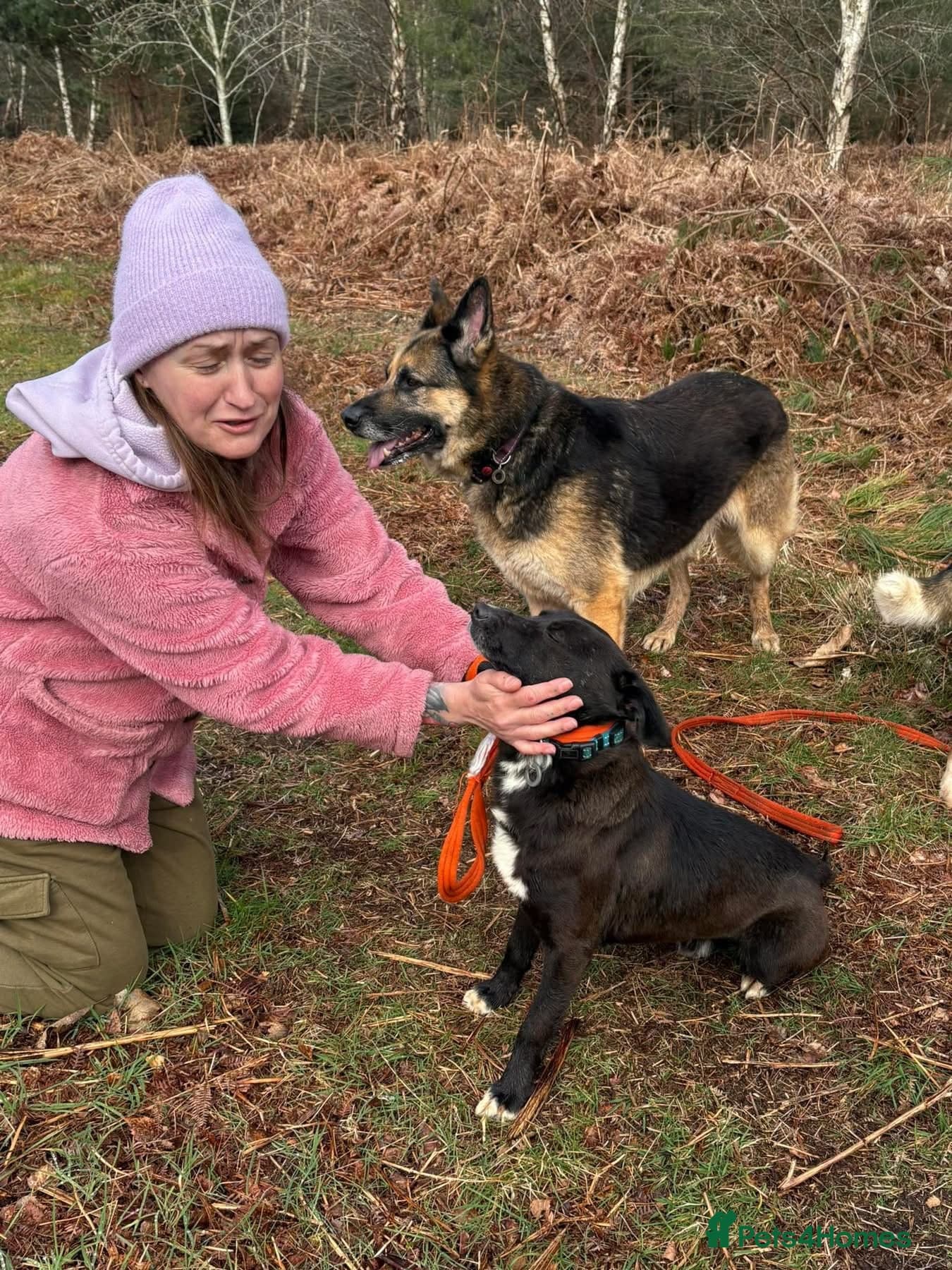 Penfold - Norwich Norfolk — Mixed Breed
