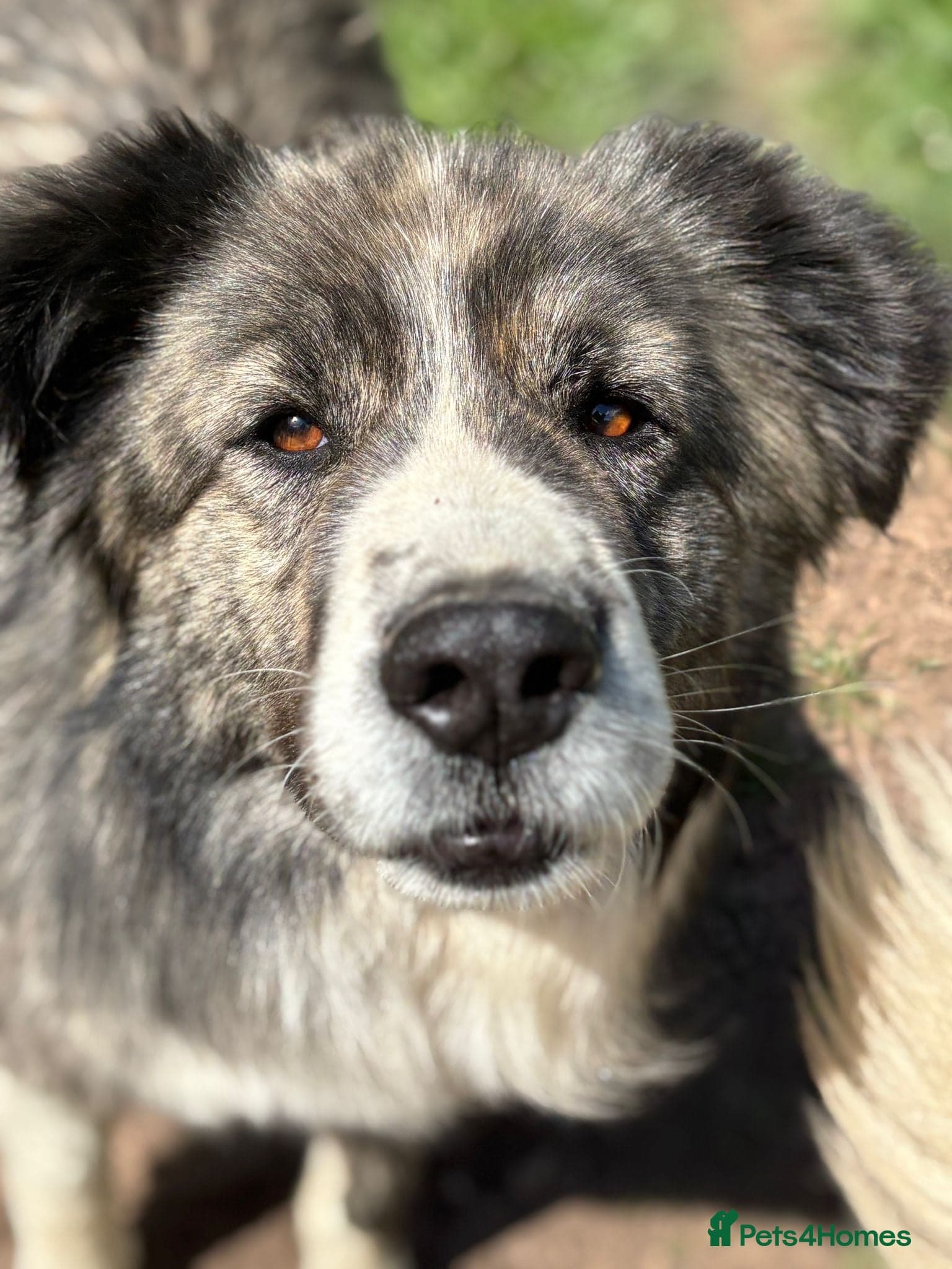 year old Iancu photo 8