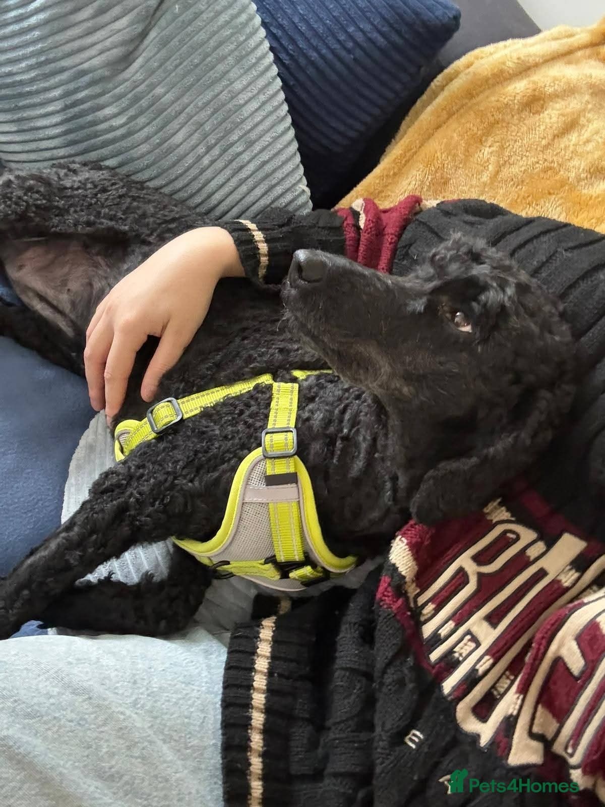 ️🐶 charlie photo 4