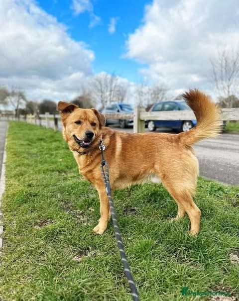 Rescue boy Mason photo 4