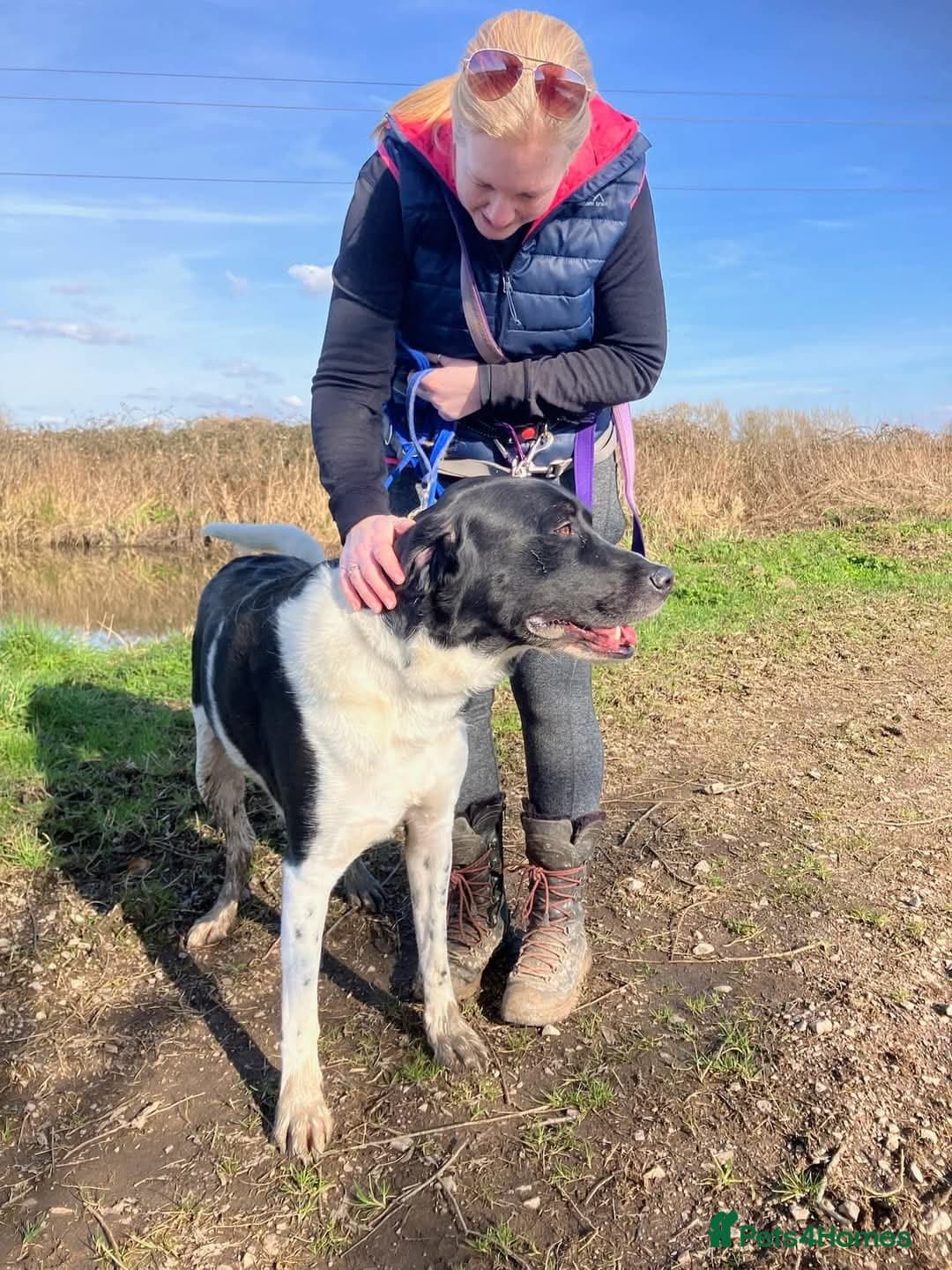 Caleb - our gentle giant💙 photo 4