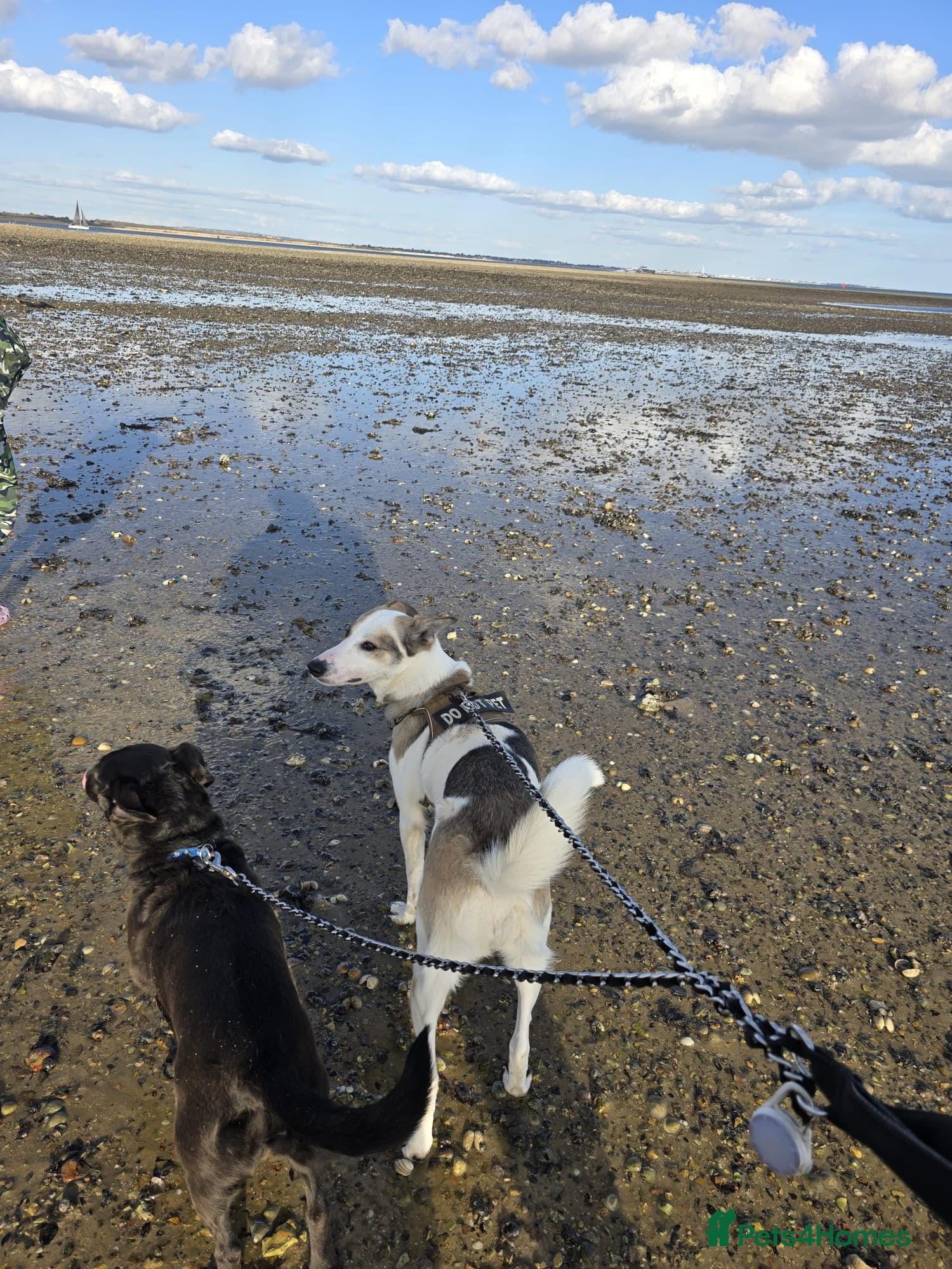 ️🐶 bela photo 8