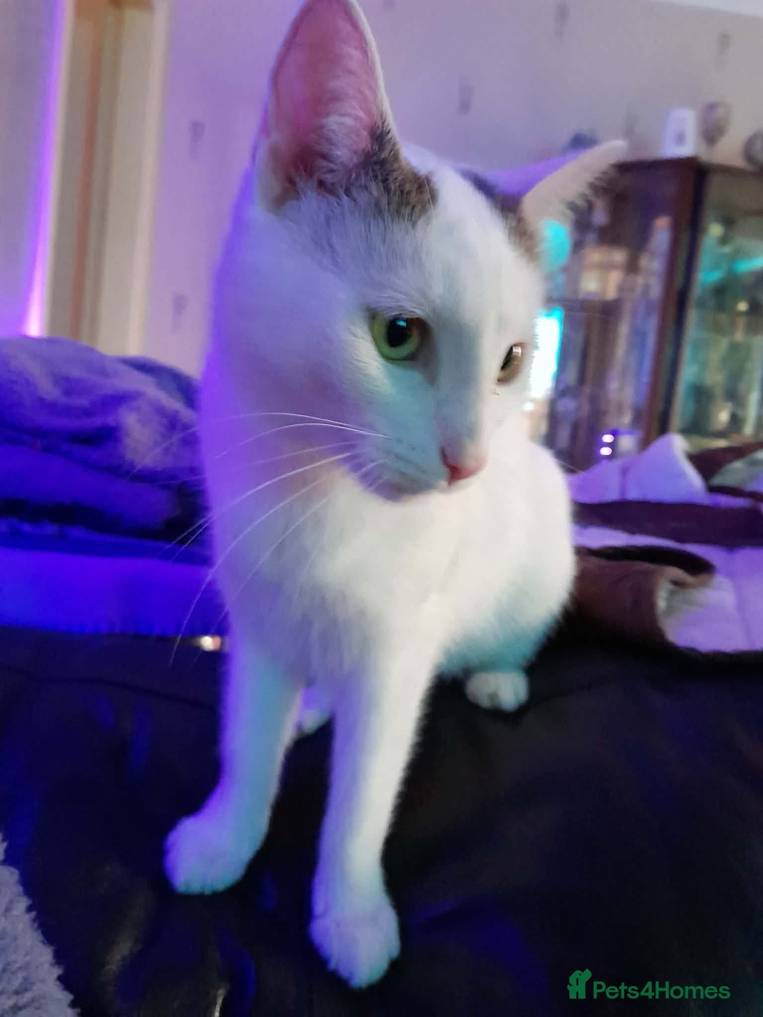 Beautiful Keanu and snow photo 7