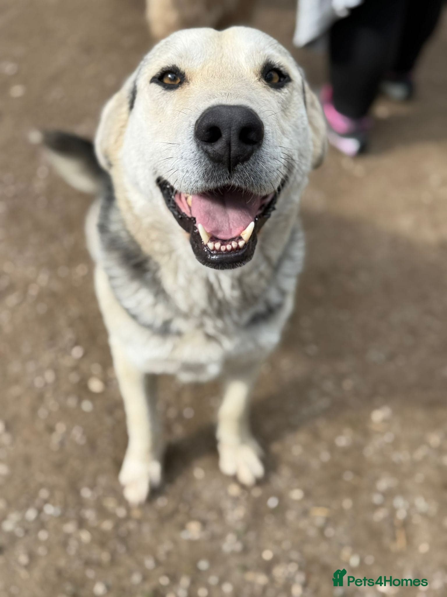 Gruia 💙 — Mixed Breed