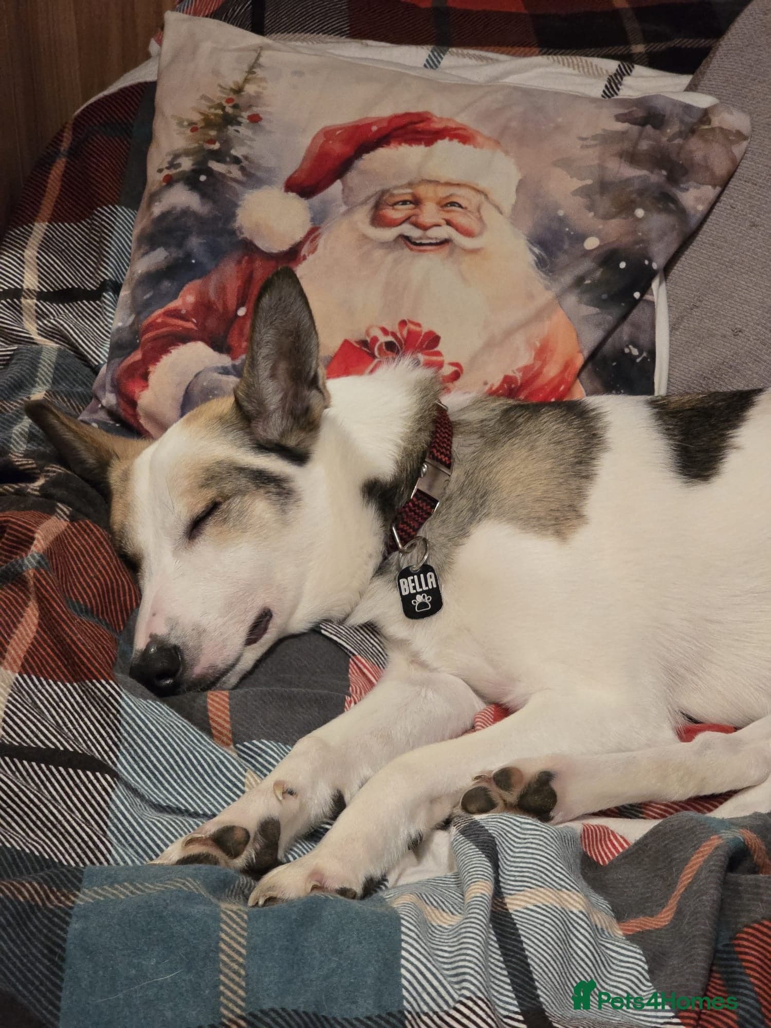 ️🐶 bela photo 4