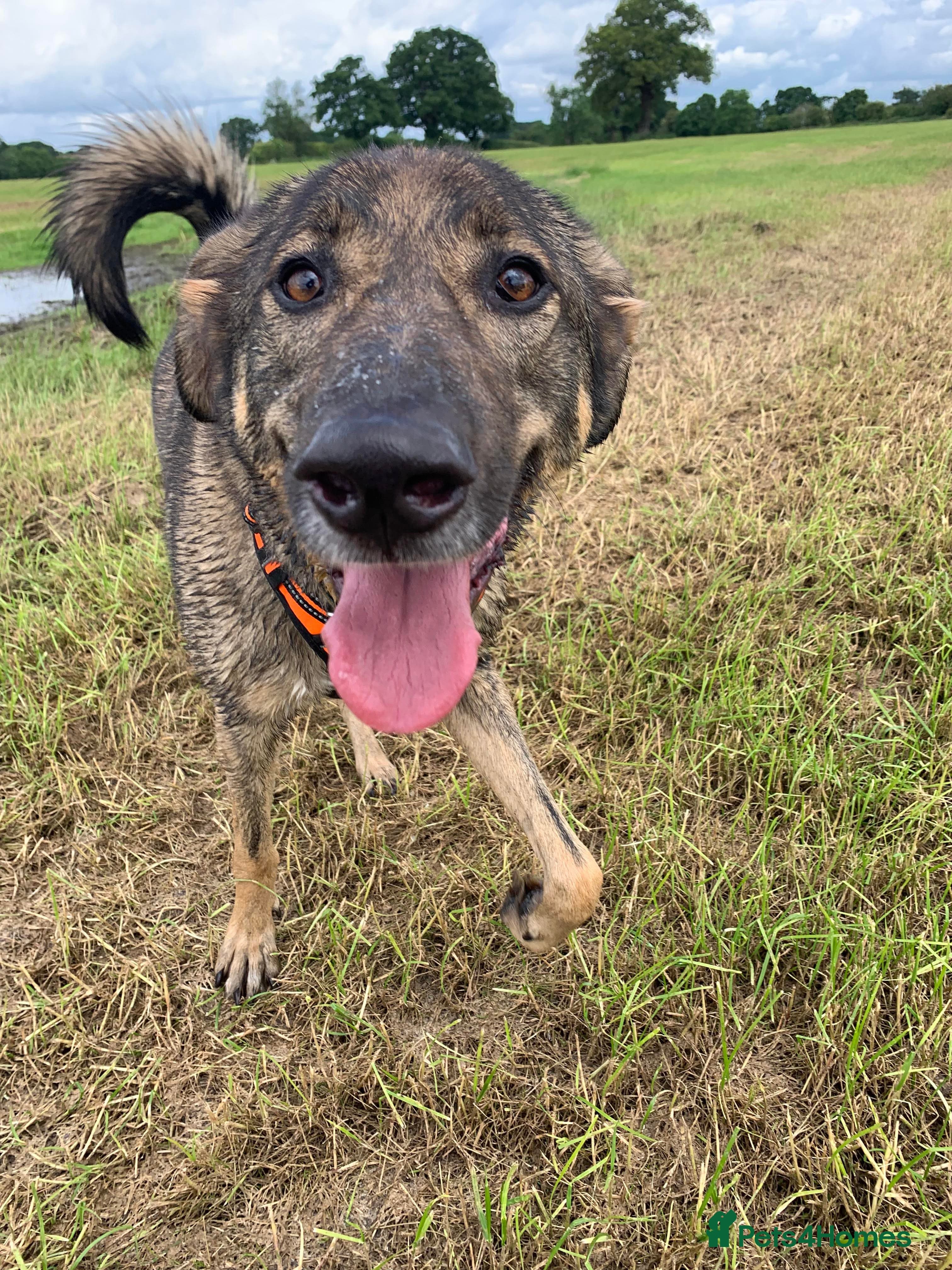 Meet Ozzy, currently residing in Cheshire photo 10