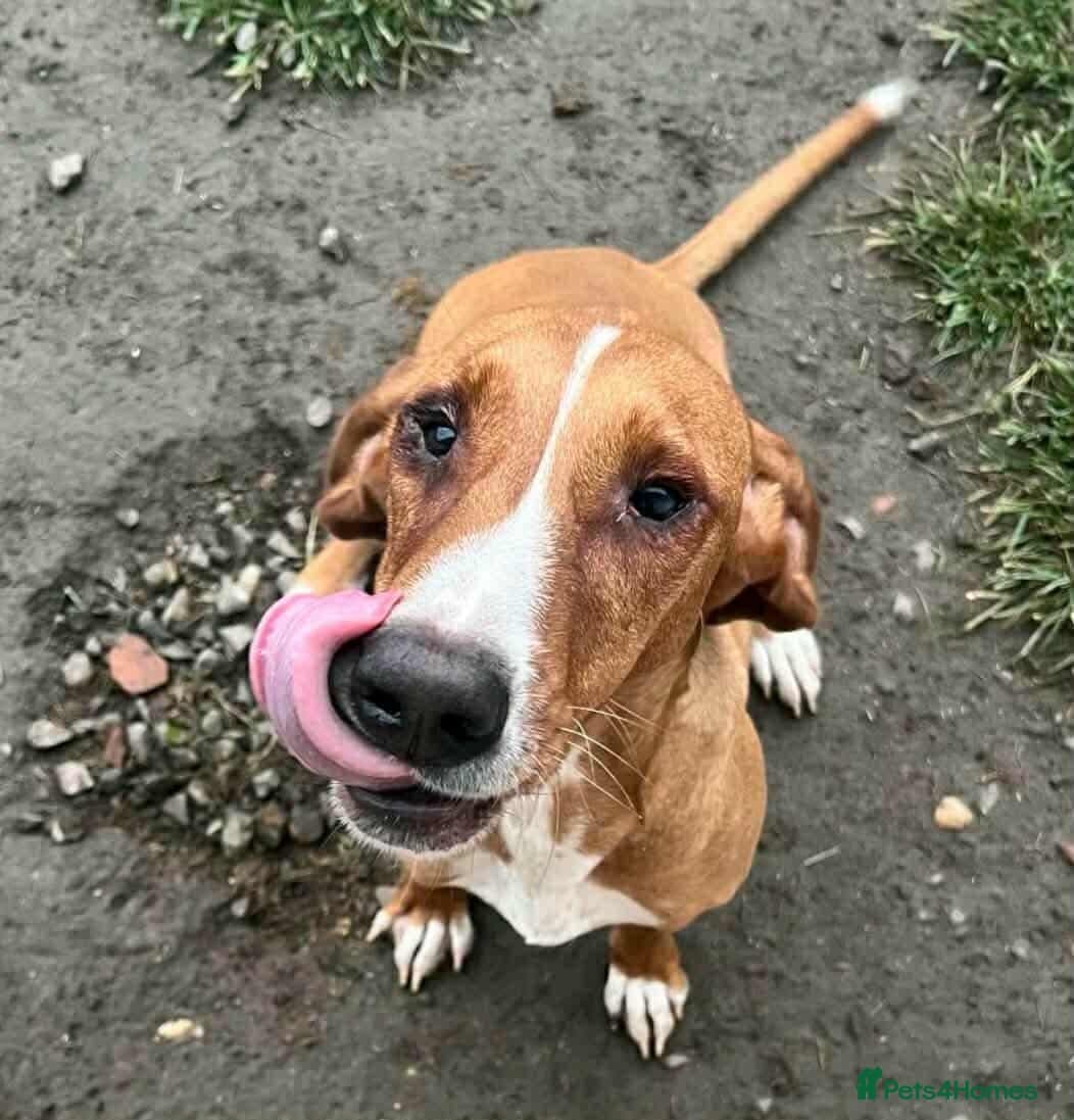 Tess! — Mixed Breed