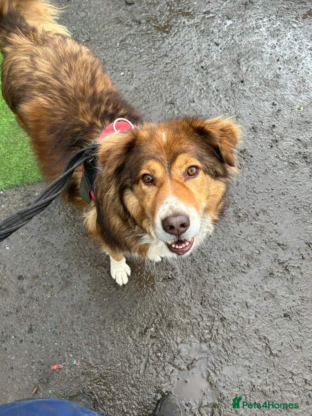 Meet Pongo, currently residing in Cheshire photo 13