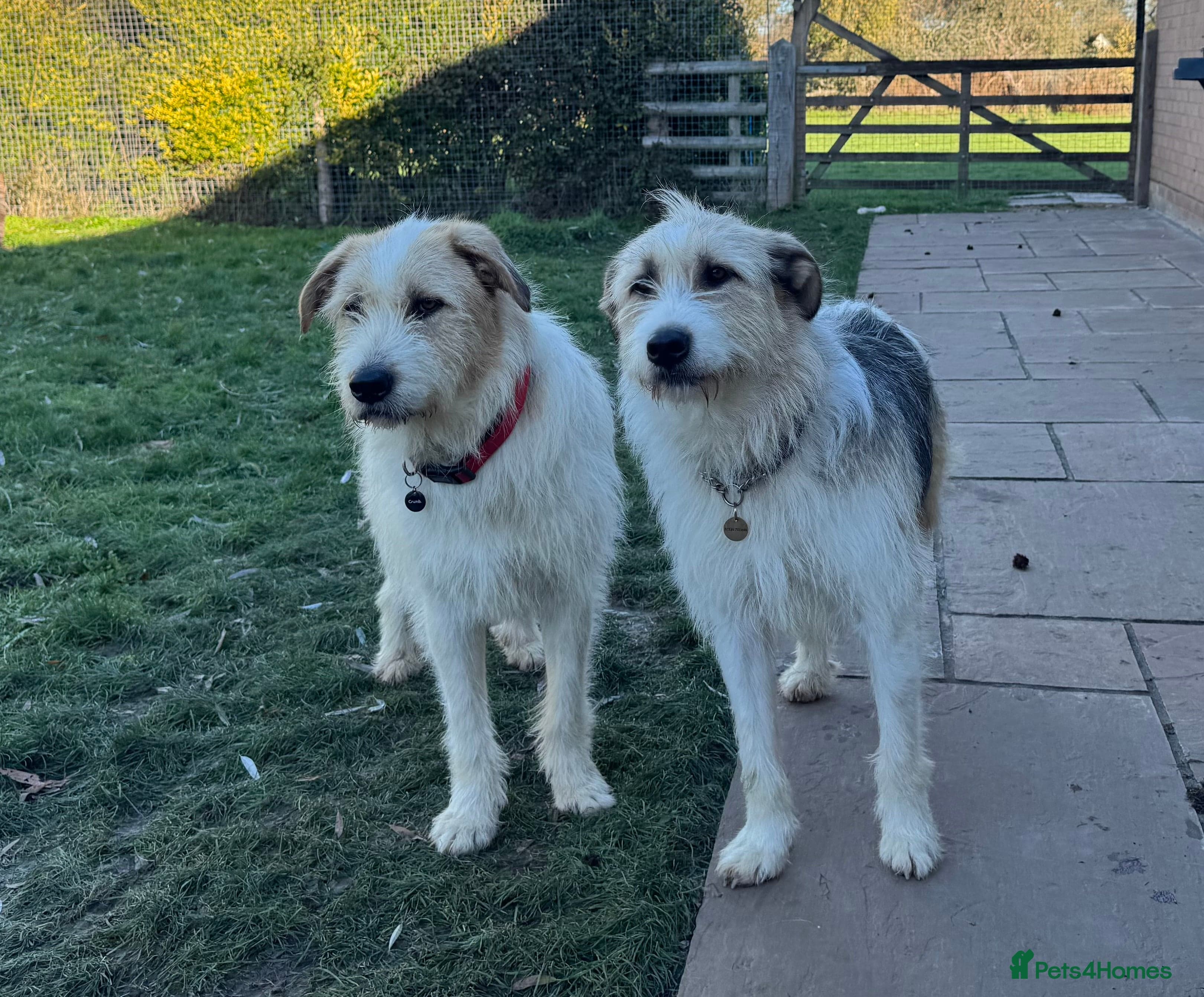 Hershey & Harley 💙 still Waiting photo 2