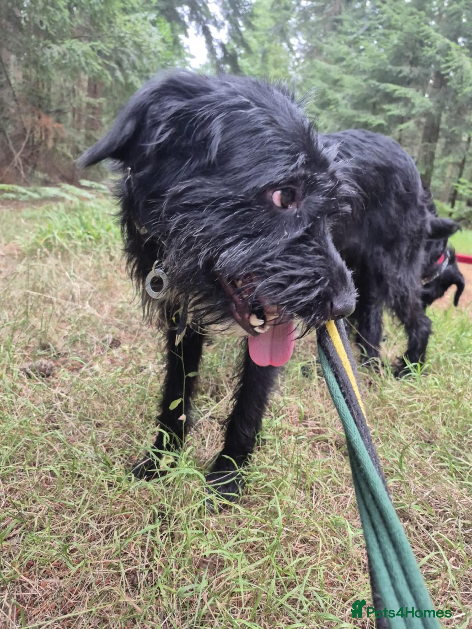 Micky - Norwich Norfolk photo 5