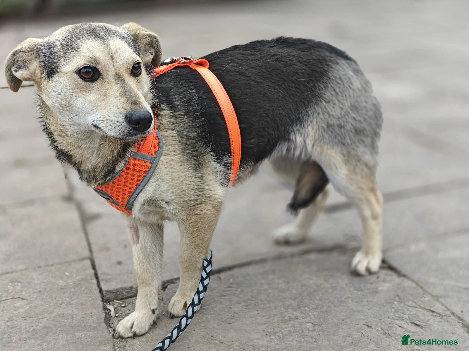 ️🐶 maree photo 16