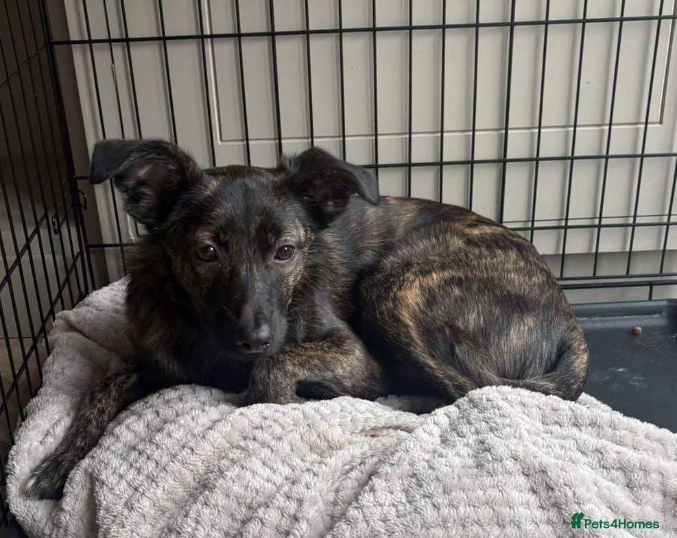 Urgent: 💙milo💙 photo 2