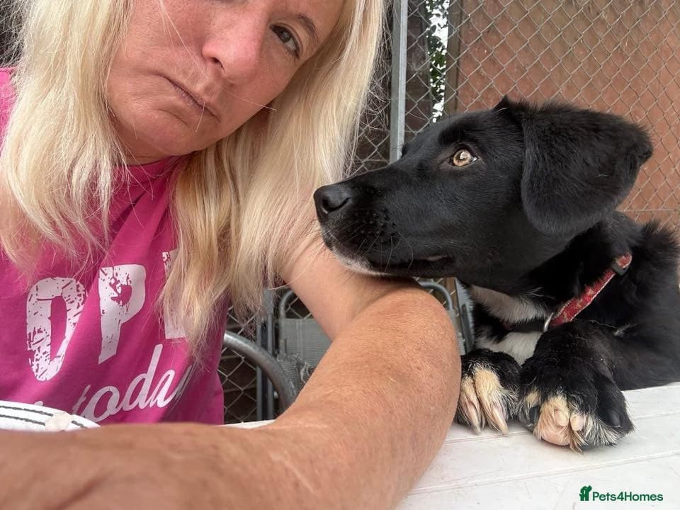 Barney - Norwich norfolk photo 19