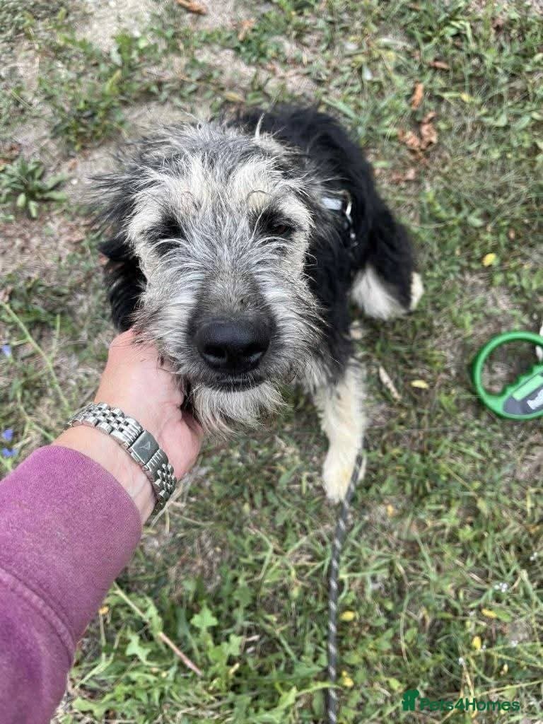 Meet Courgetti, currently residing in Norfolk photo 11