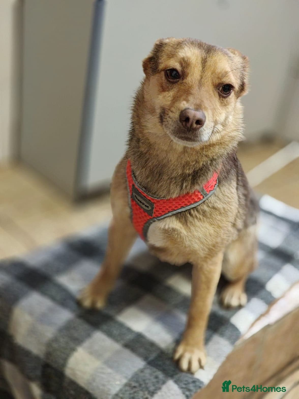 ️🐶 rudya photo 10