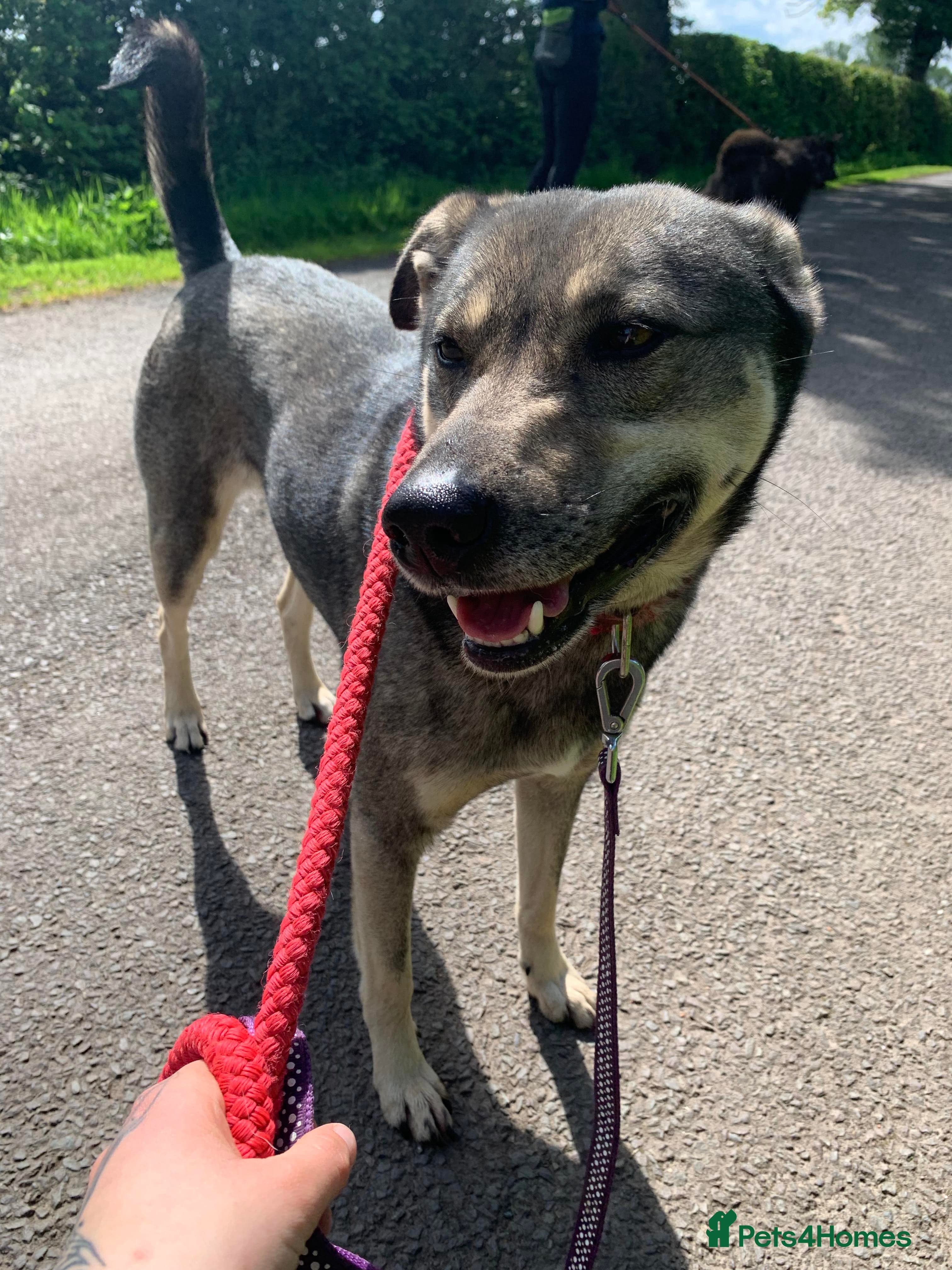 Meet Joy, currently residing in Cheshire photo 5