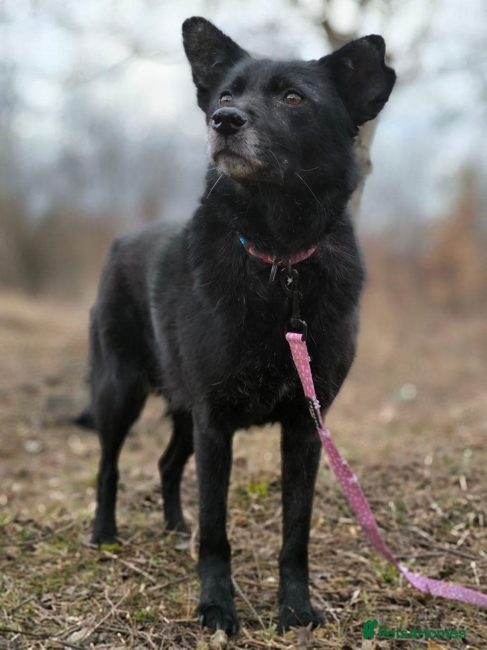 ๏ธ๐ถ tofa photo 6