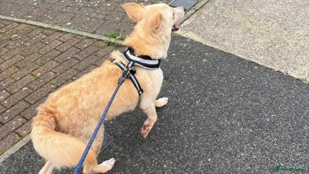 Gorgeous George — Mixed Breed