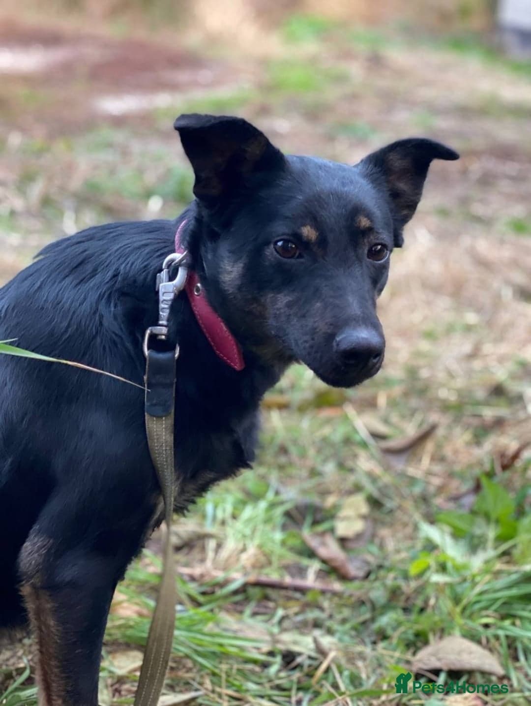 ️ROSIE❤️2.5 yo low-medium friendly loving girl photo 7