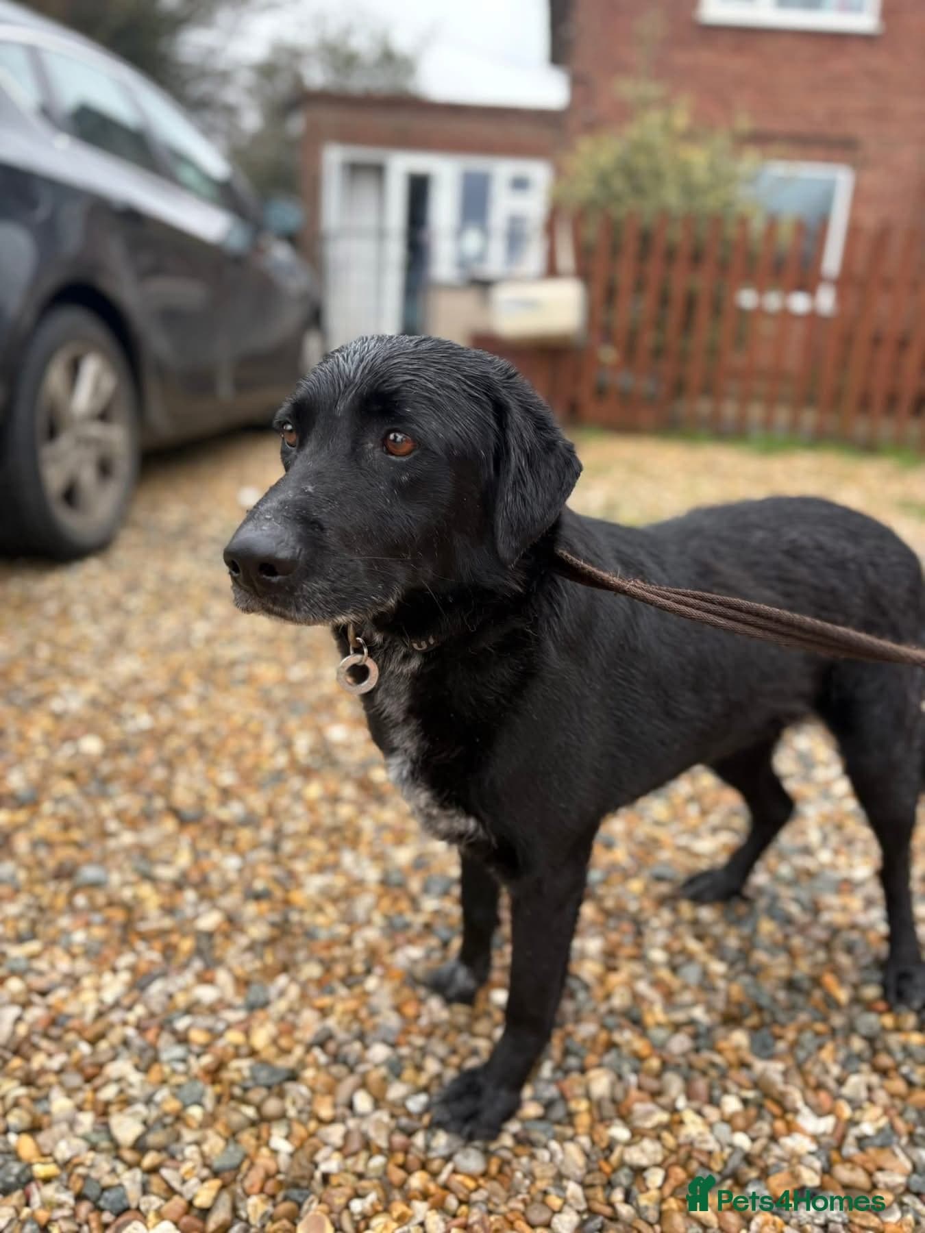 Merlin - Norwich Norfolk photo 4