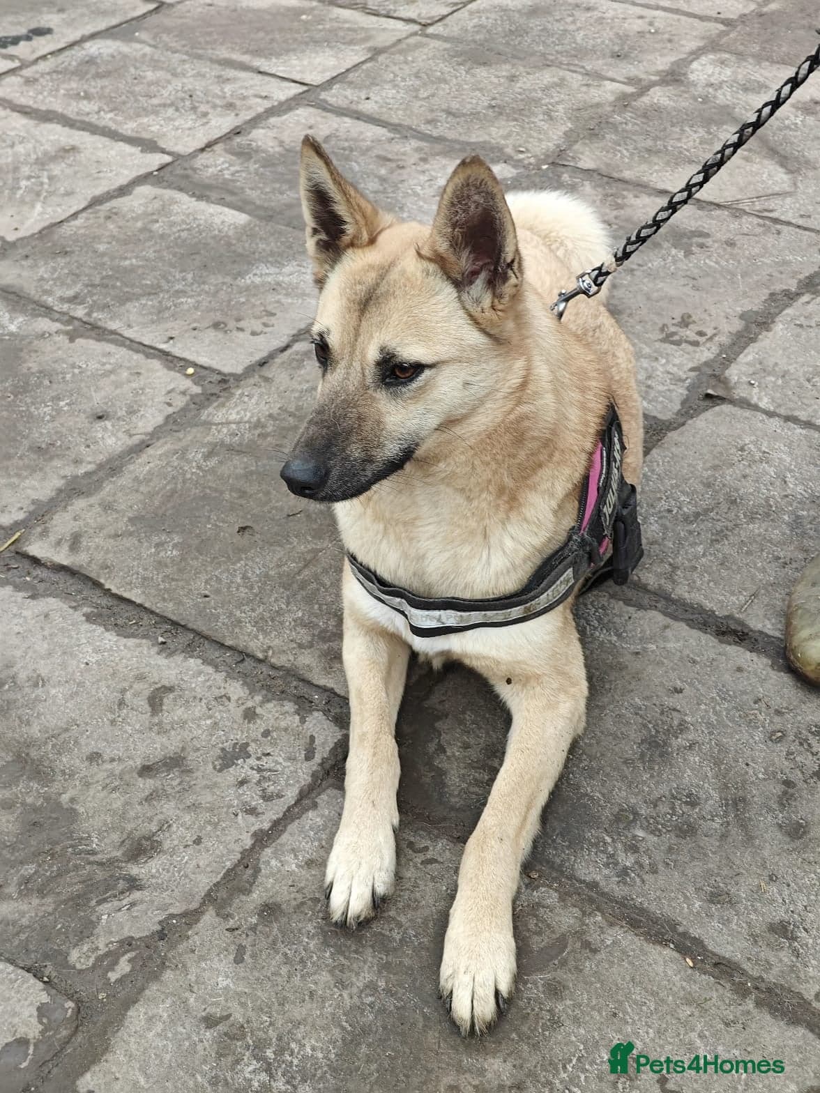 ️🐶 stacy photo 19