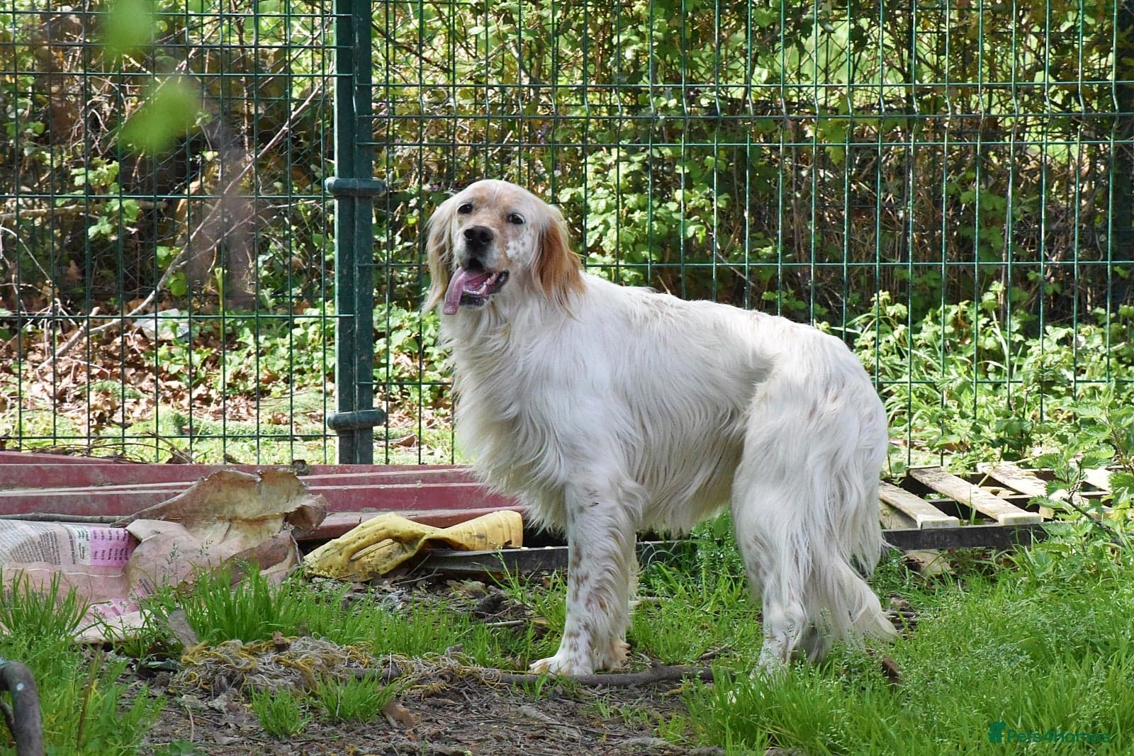 Angus — English Setter