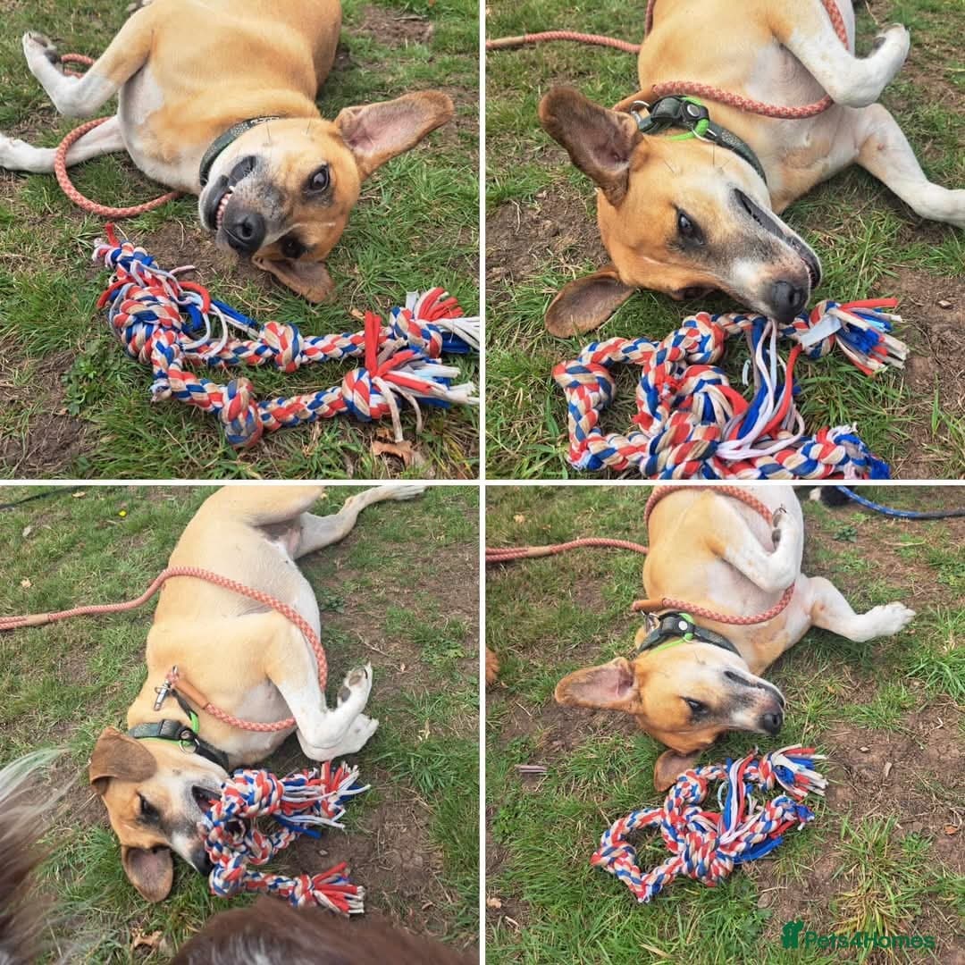 Shandy, a real sweetheart 🧡 photo 14