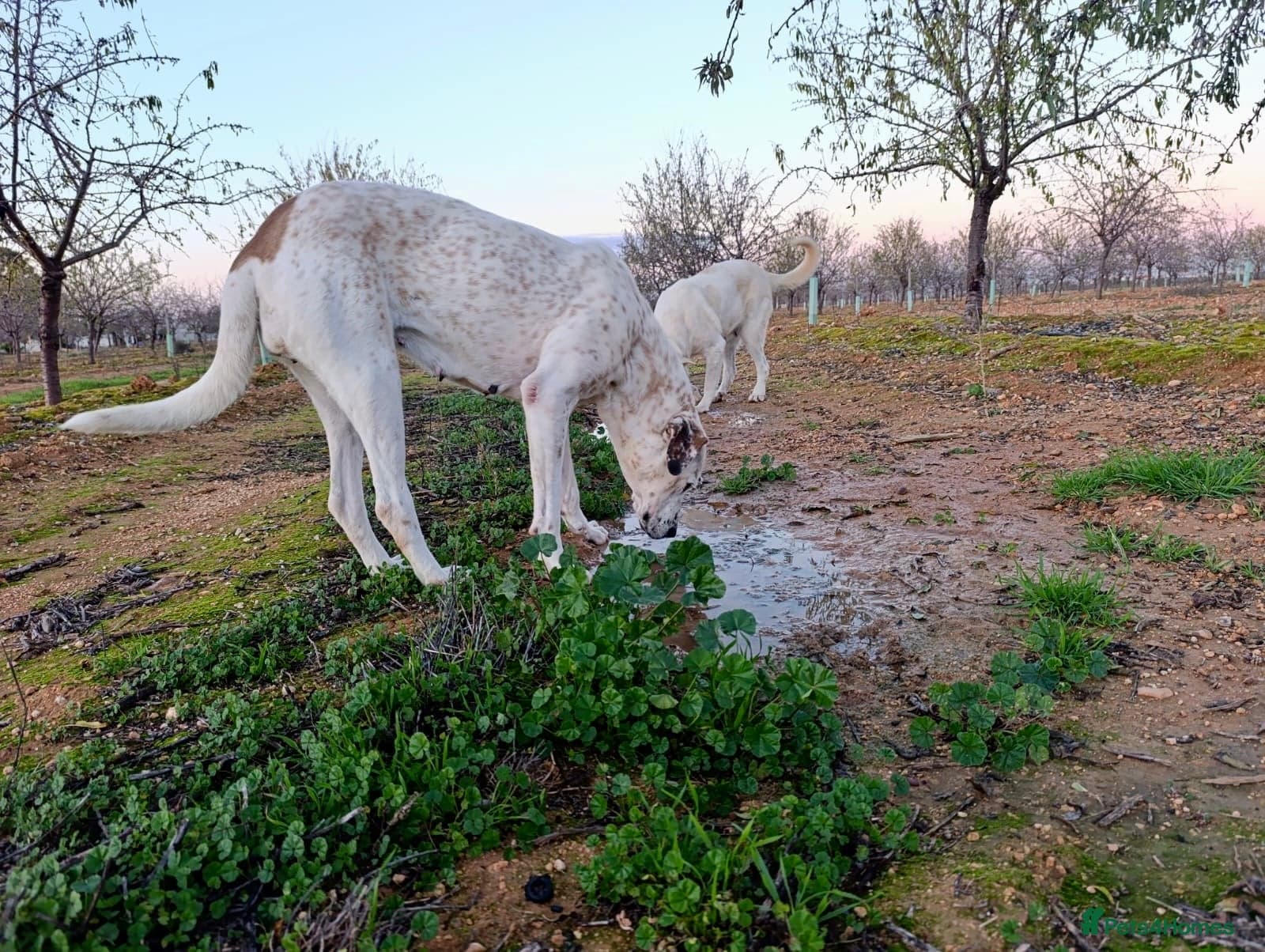 ️🚨URGENT🚨‼️FOSTER OR adopt Bimba🩷🐾 photo 5