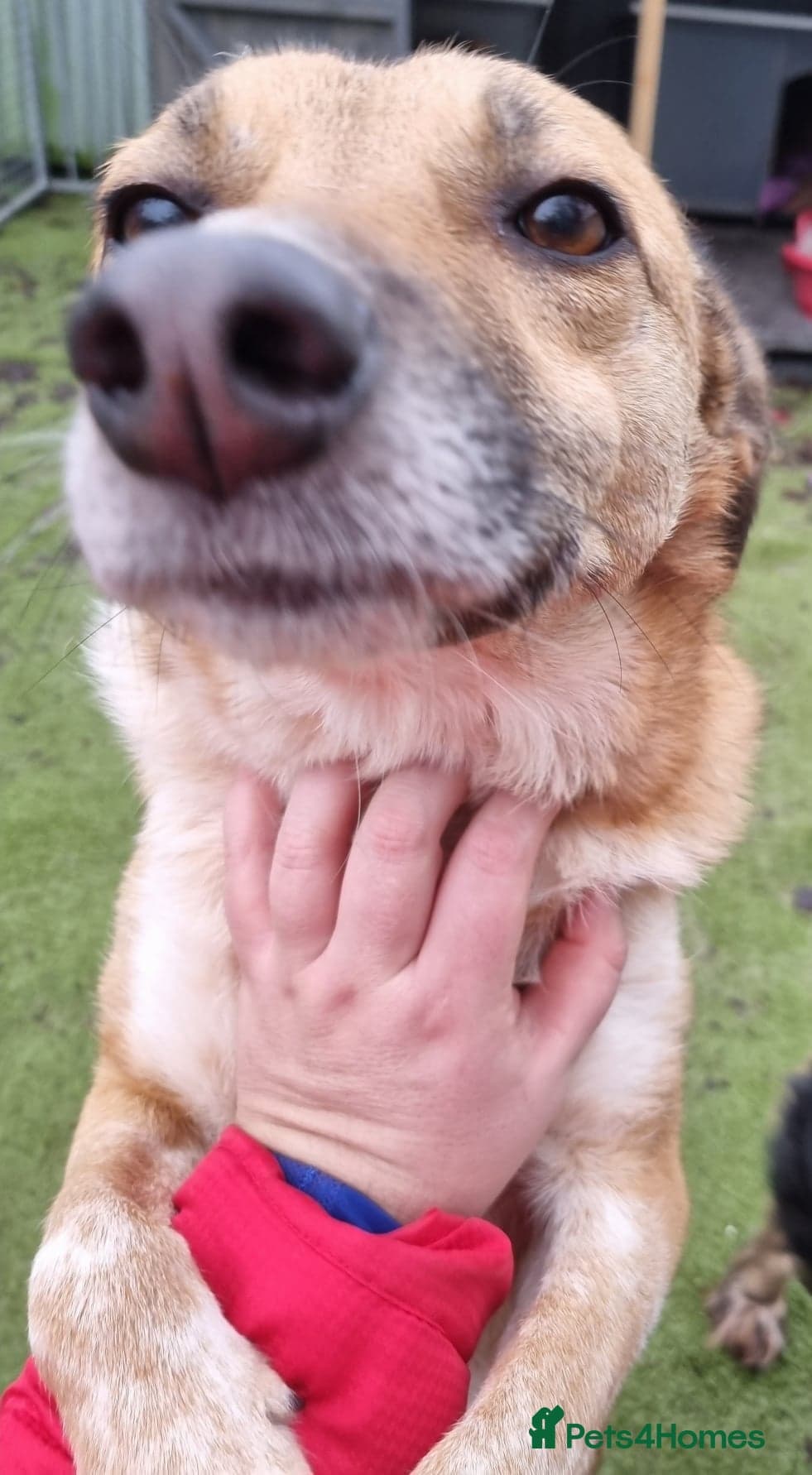 Tessa and Tosca -looking photo 8