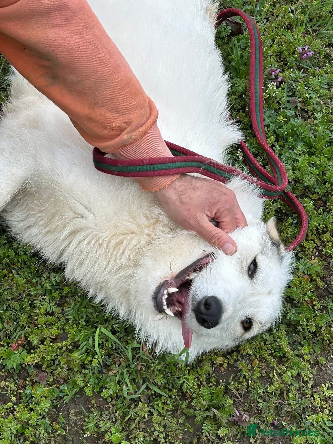 Elena - Marlborough Wiltshire photo 13