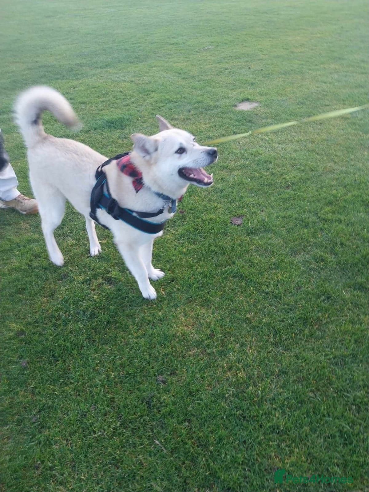 Handsome Fivos Huskey X Shepherd photo 18