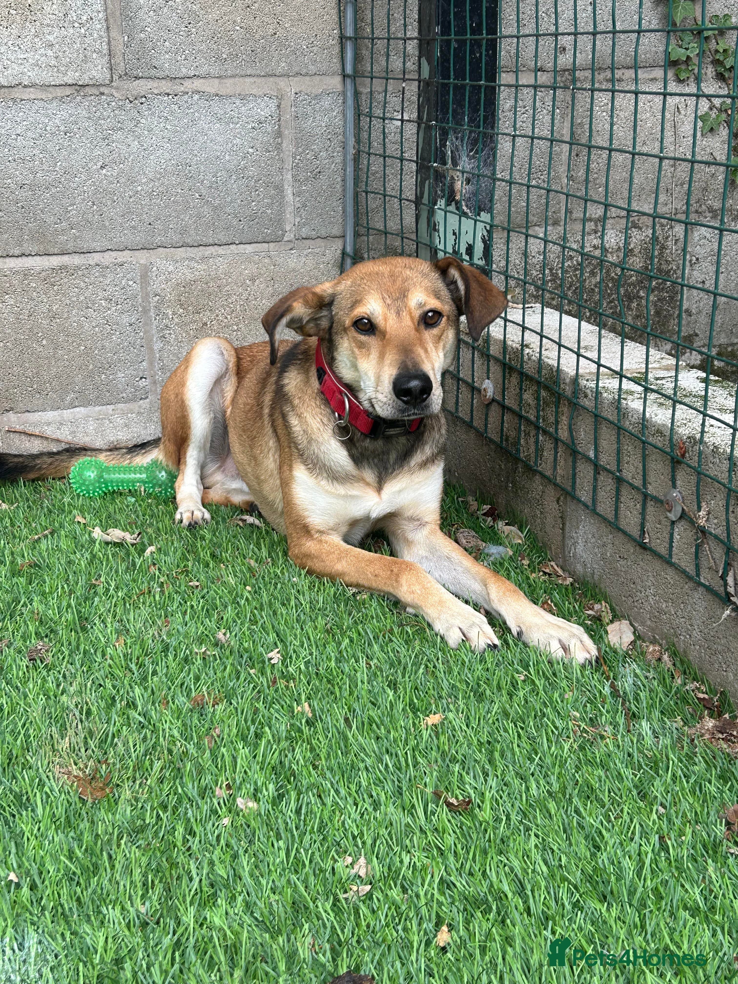 Meet Barney, currently residing in Cheshire photo 12