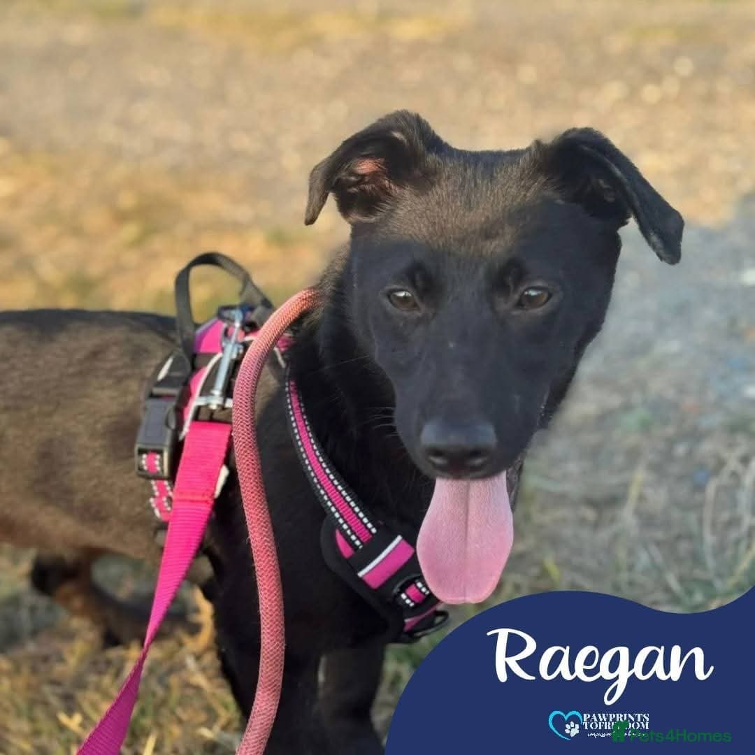 Meet Raegan, currently residing in Surrey photo 2