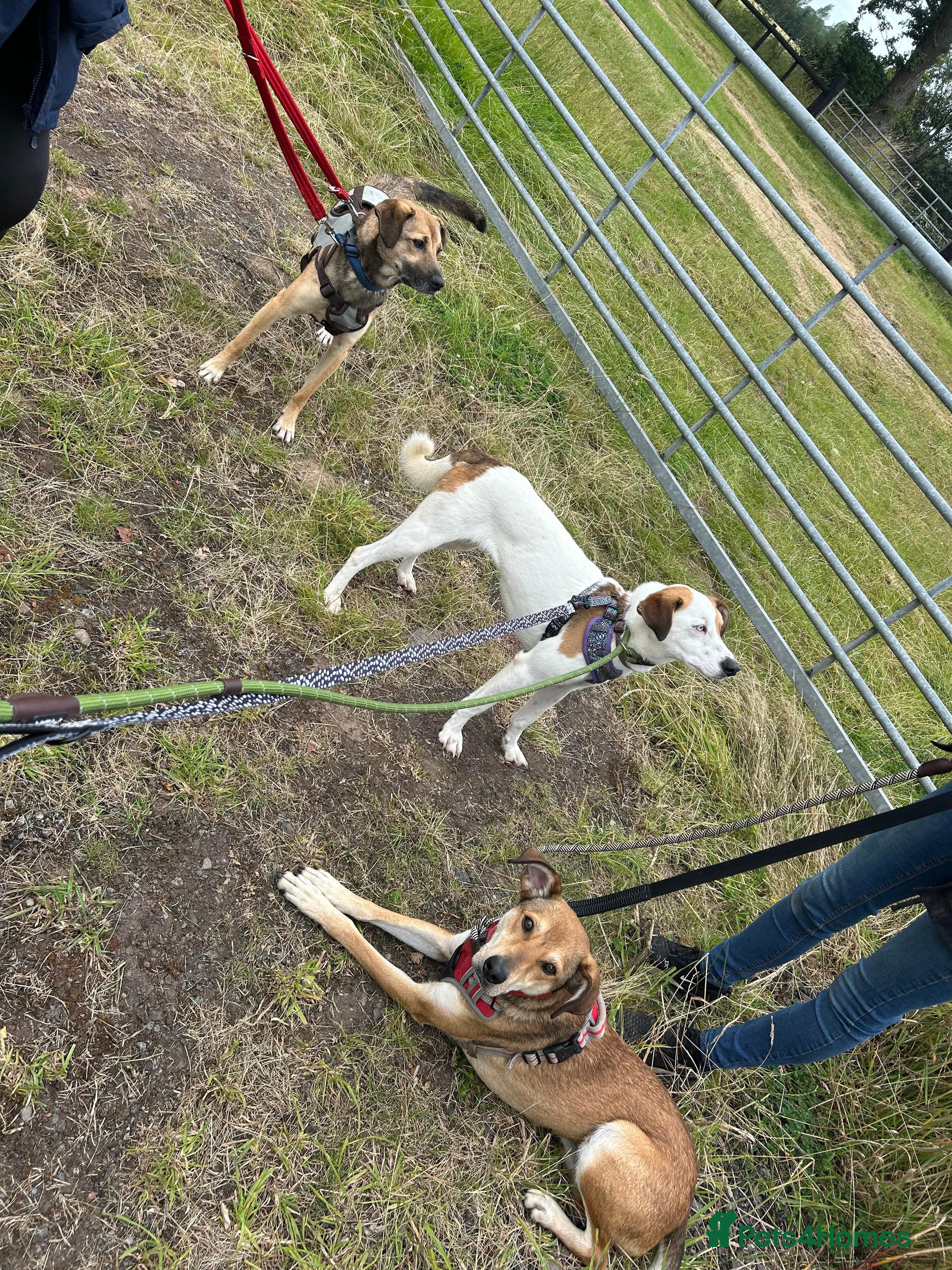 Meet Barney, currently residing in Cheshire photo 10