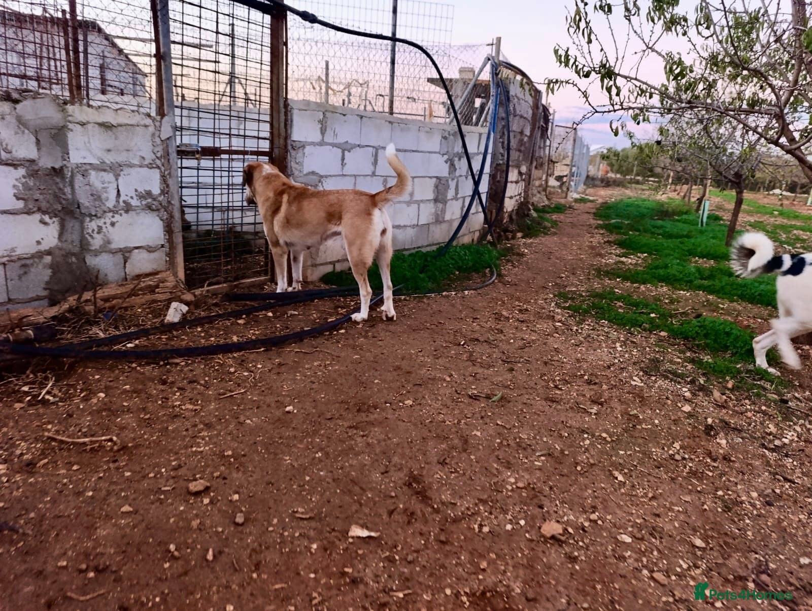 ️🚨URGENT FOSTER OR adopter needed. photo 9