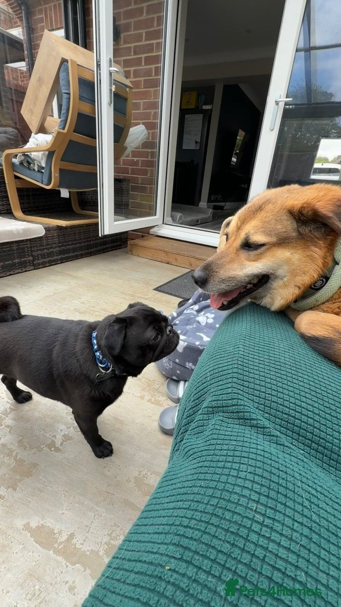 Sweet Muffin photo 8