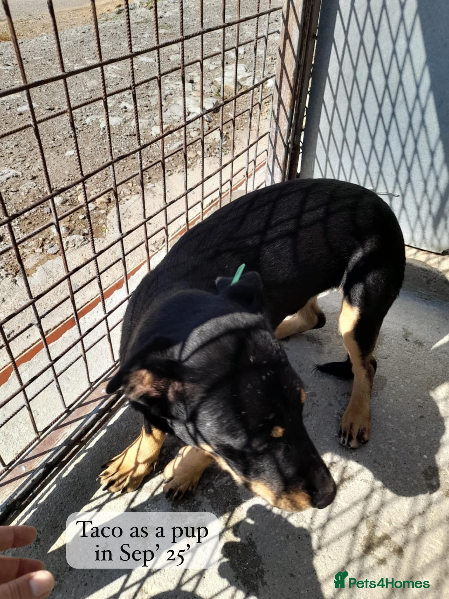 Taco, 10-12 months old. photo 5