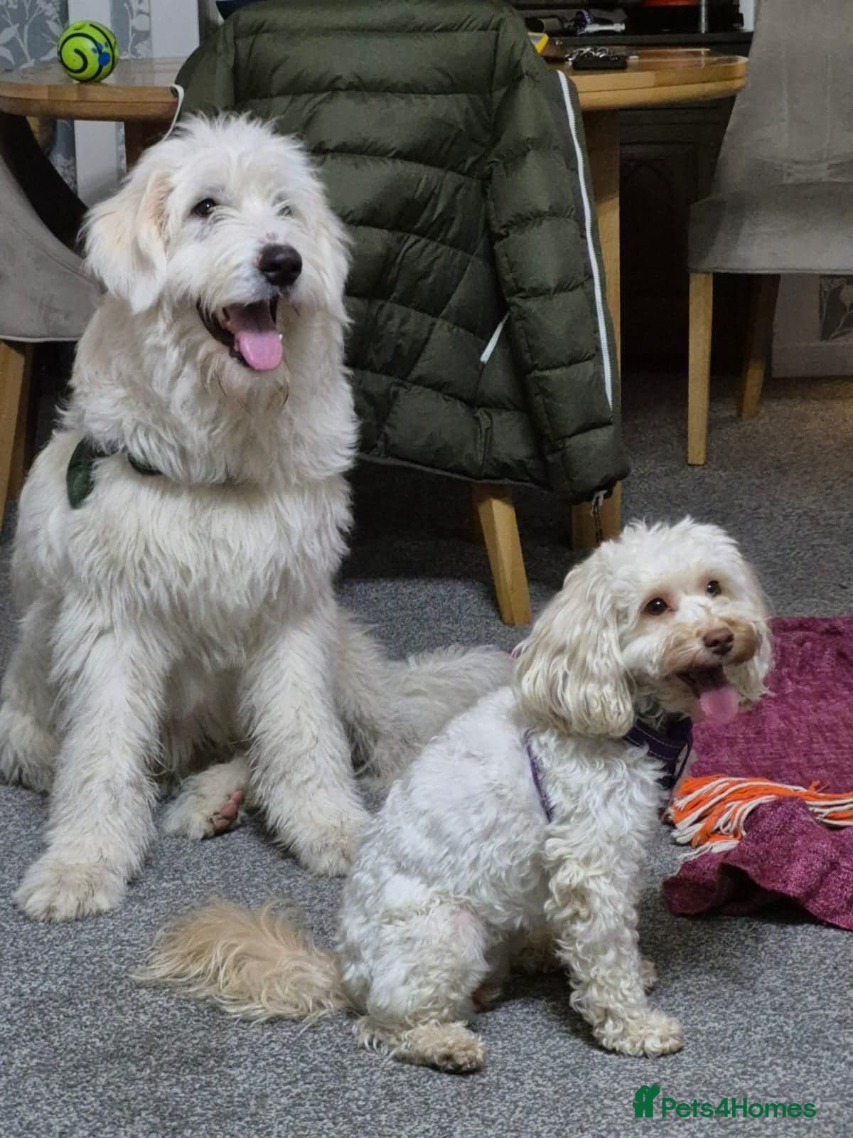 JOJO,URGENT🖤 Superb big Girl photo 6