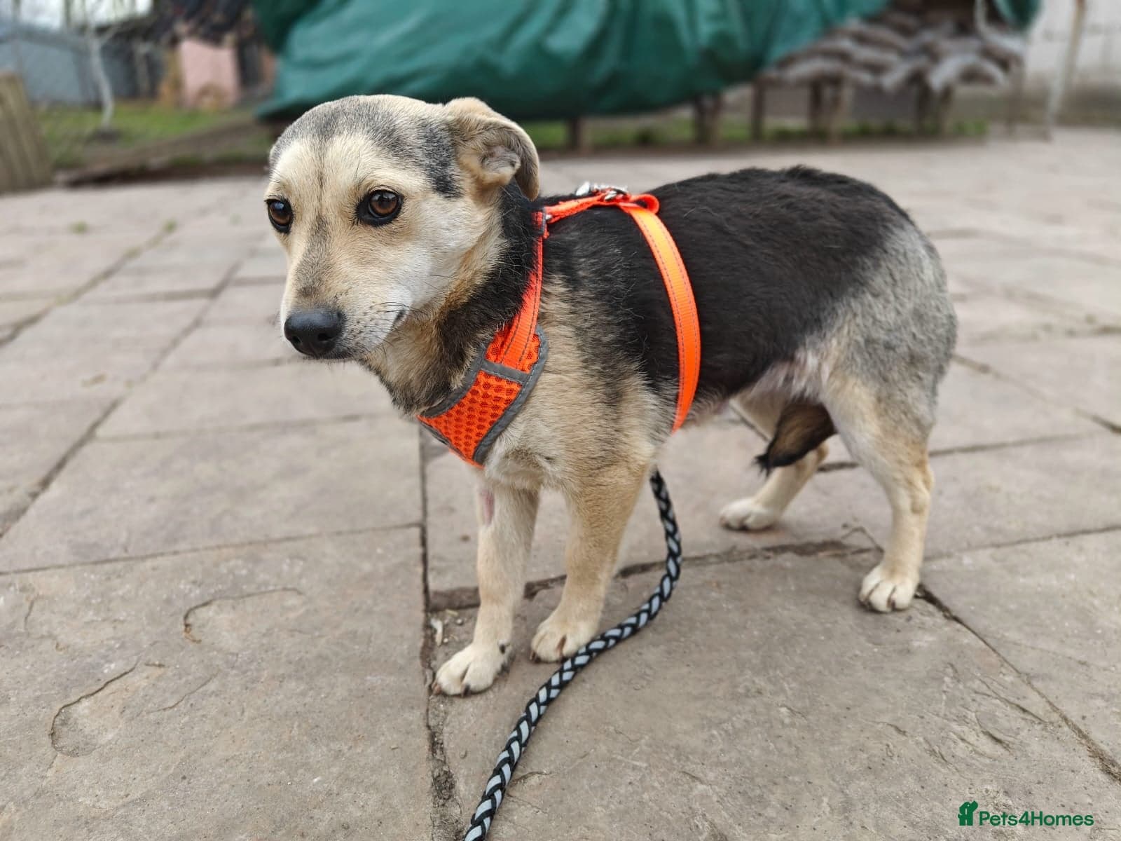 ️🐶 maree photo 19