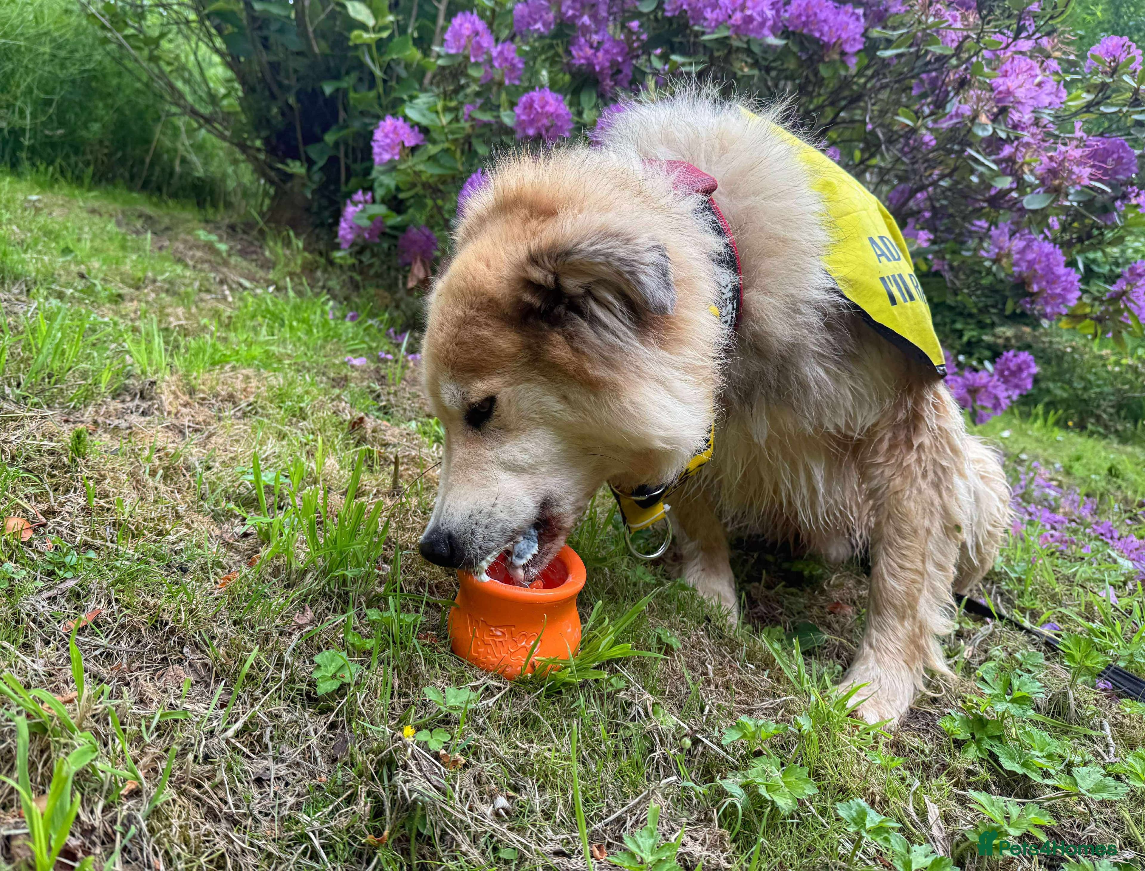 Meet Paddy, currently residing in Cheshire photo 39