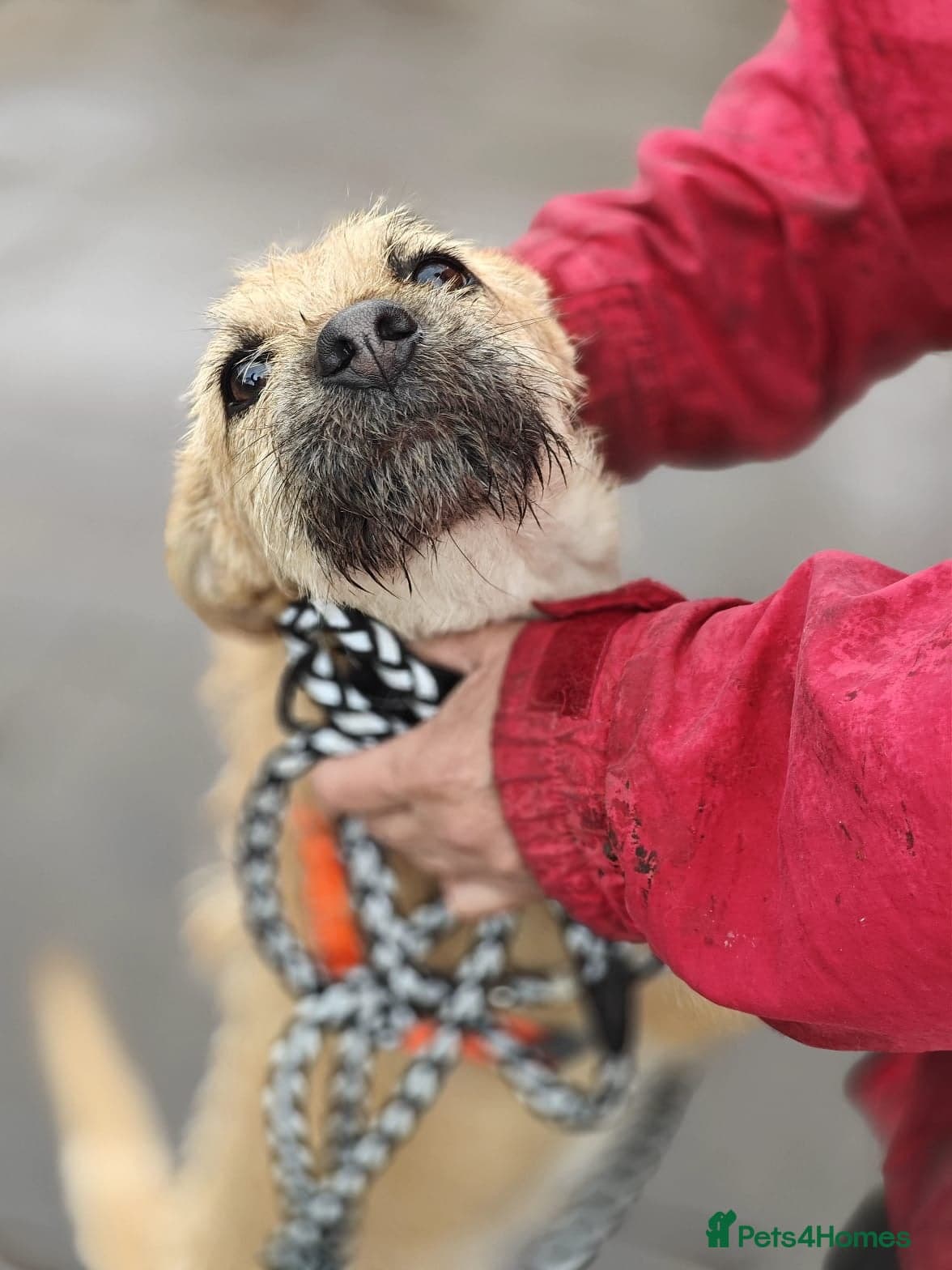 ๏ธ๐ถ bekki โ Mixed Breed