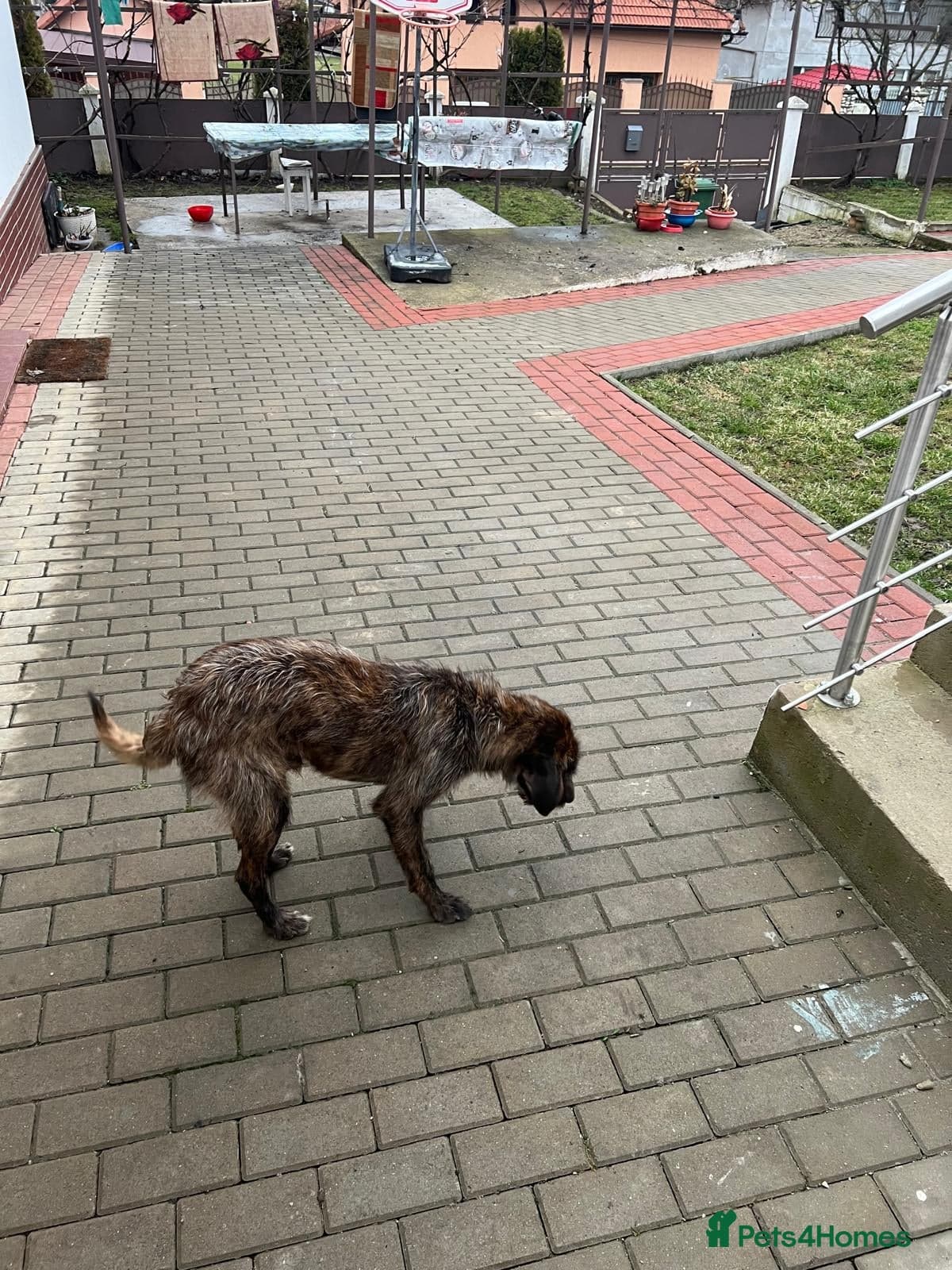 Meet Dutch ❤️🩹 photo 3