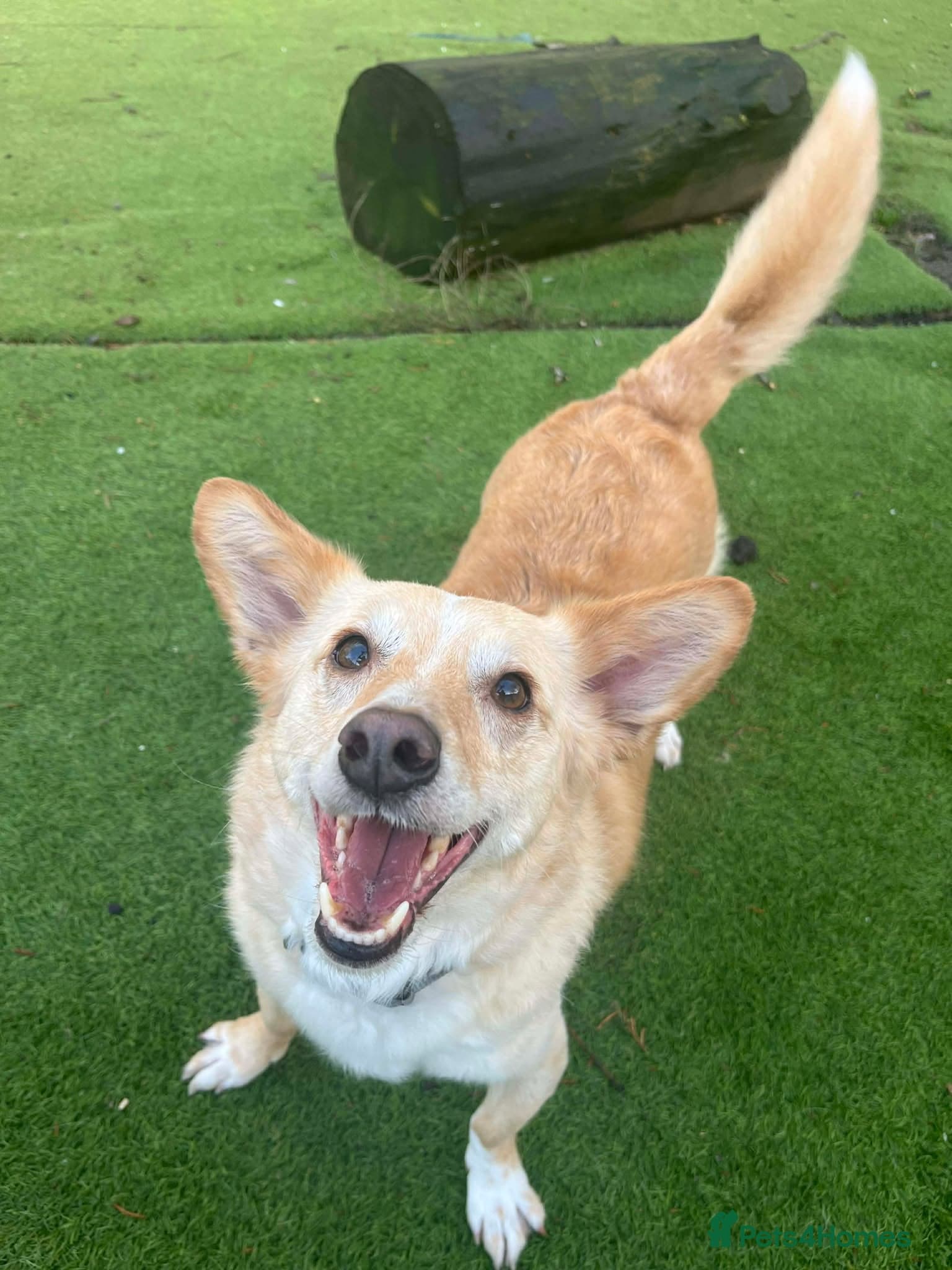 Egyptian girl Cleo — Mixed Breed