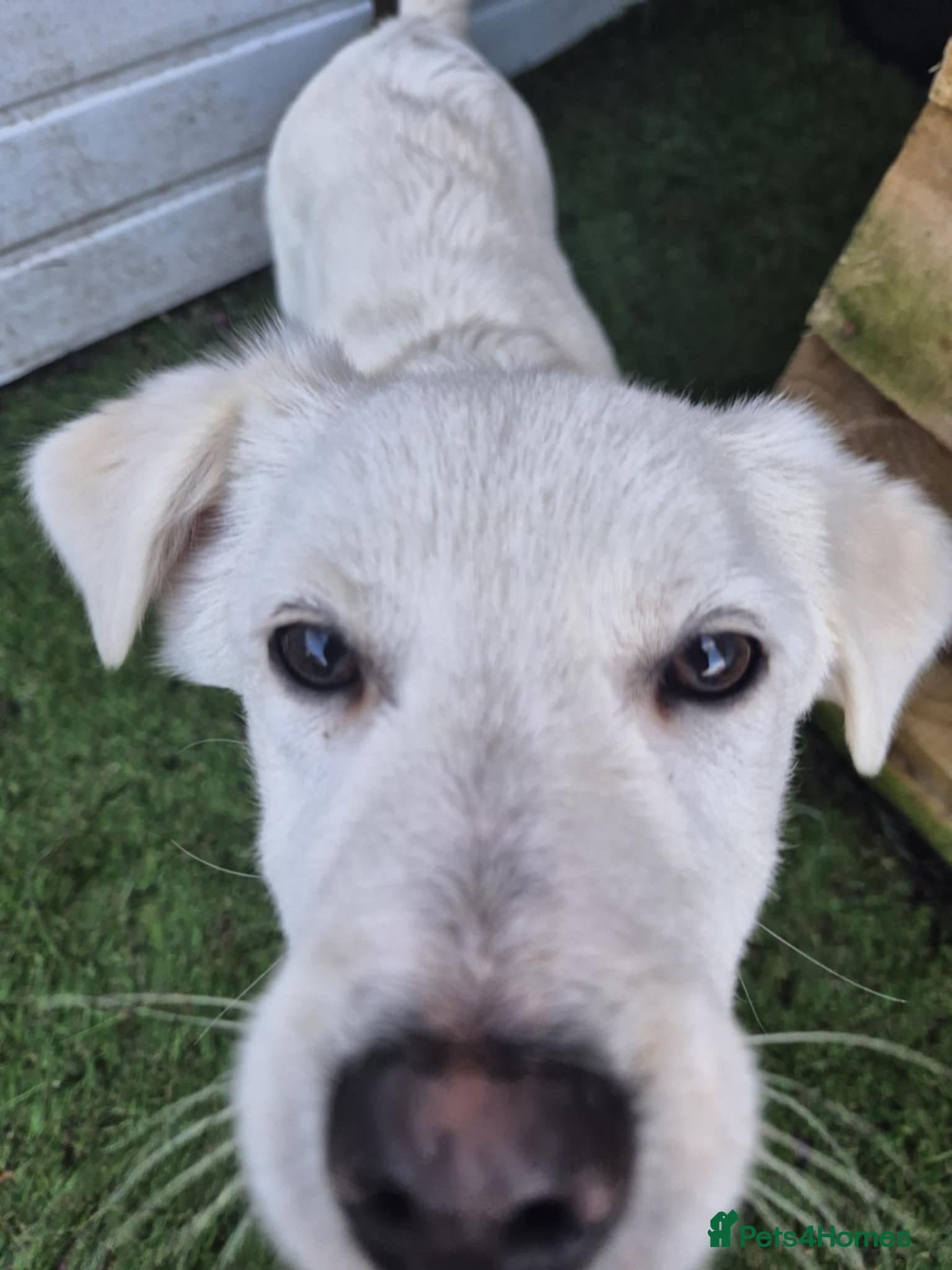 Buddy - In Ayr photo 10