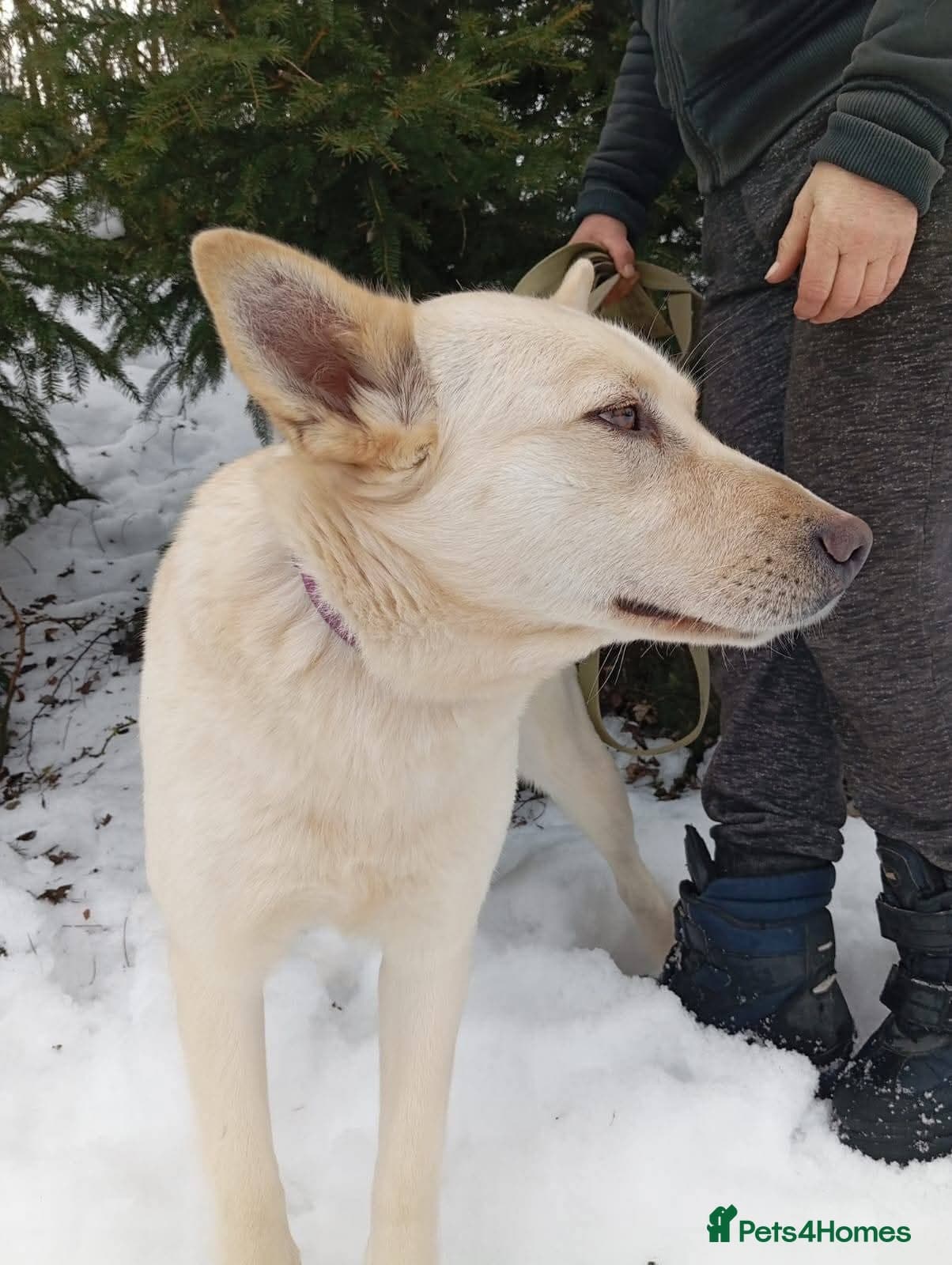 ️🐶 milady photo 17