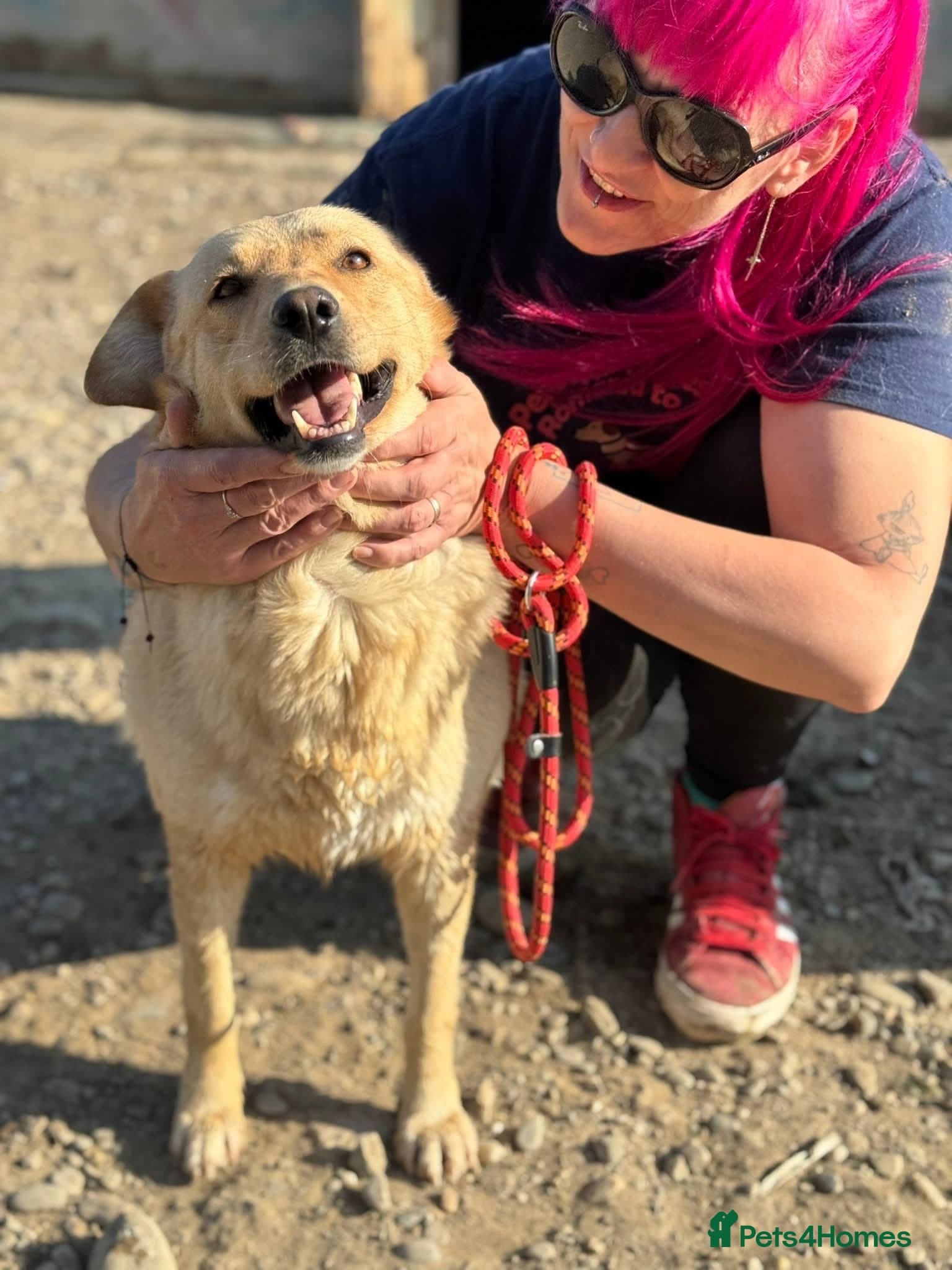 Nelly — Mixed Breed